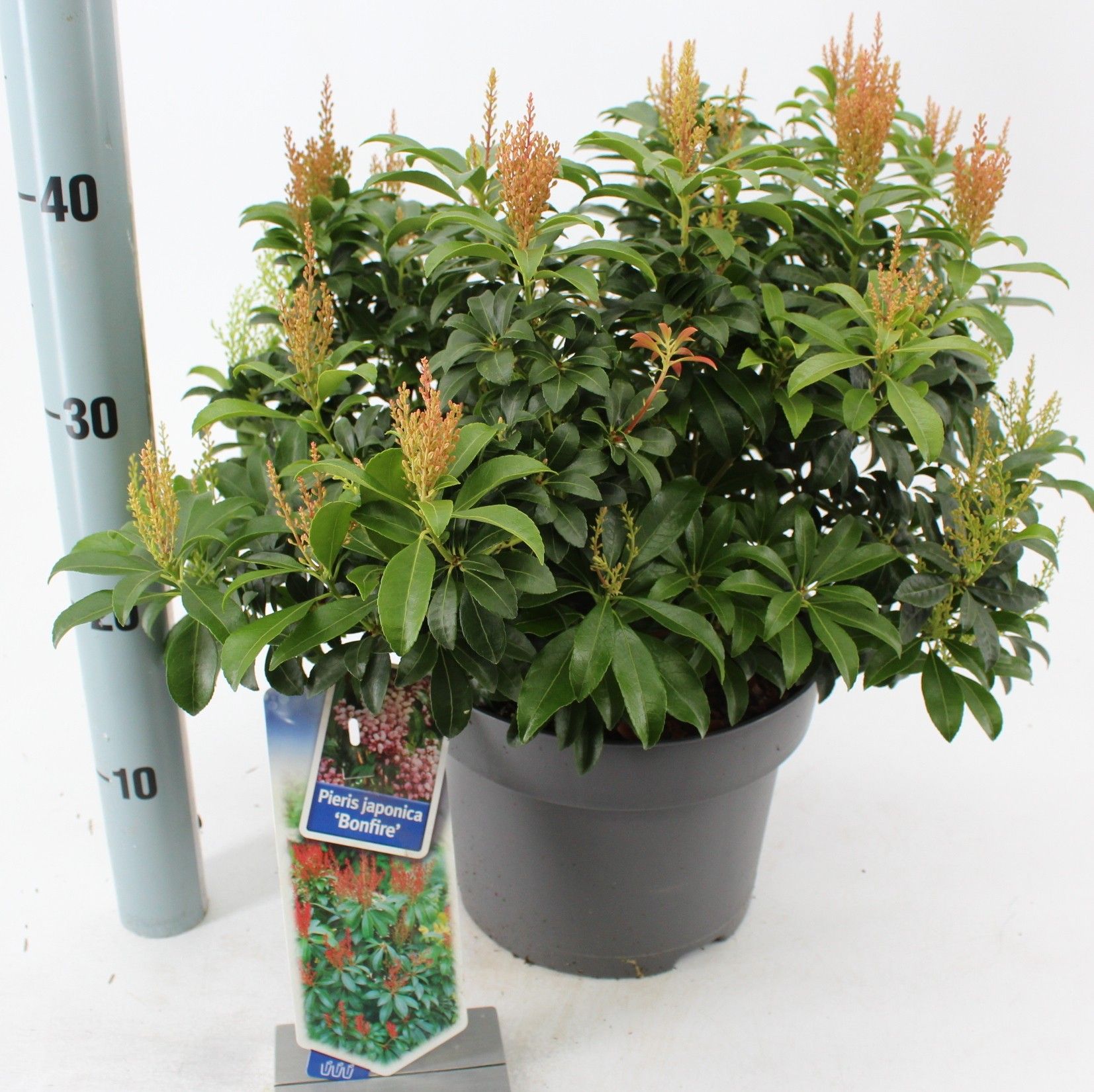 Picture of Pieris jap. 'Bonfire'