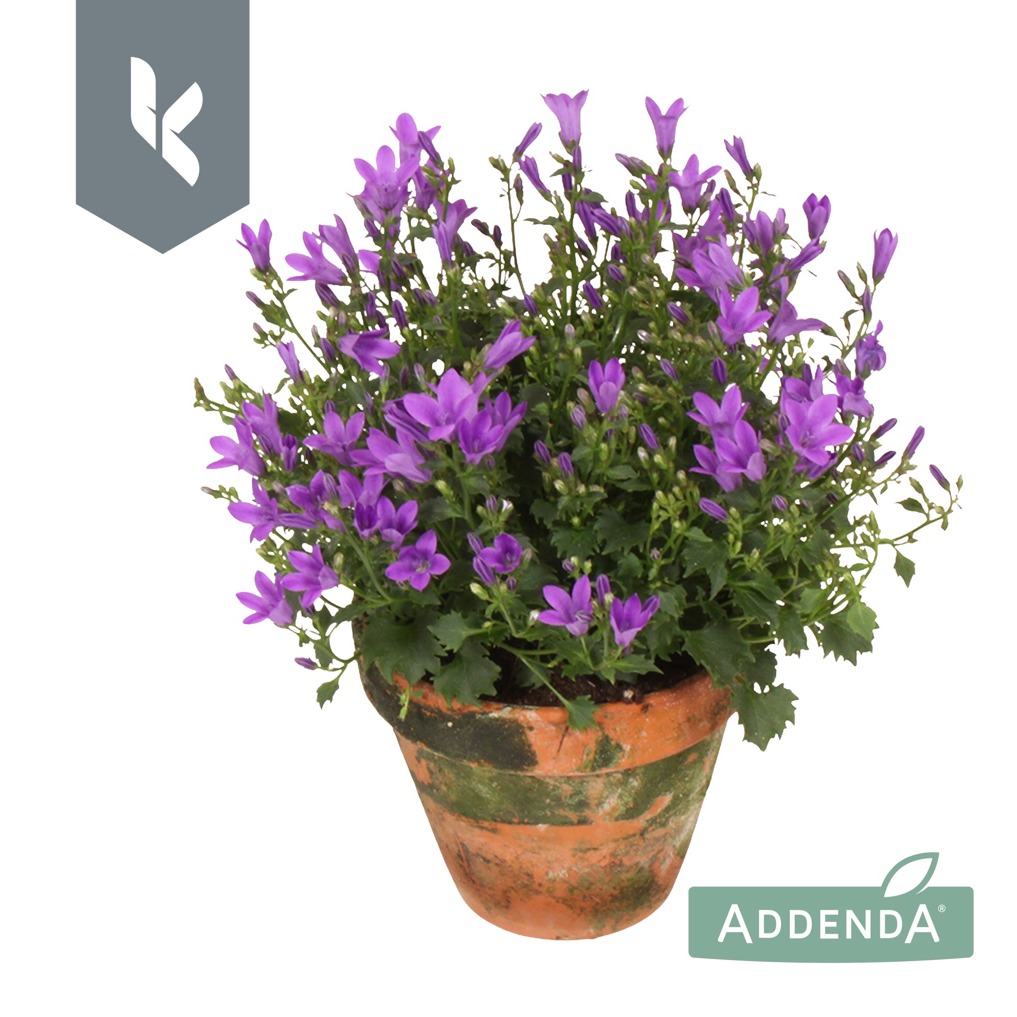 Picture of Campanula Ambella Intens Purple in terracotta P10.5 22CM