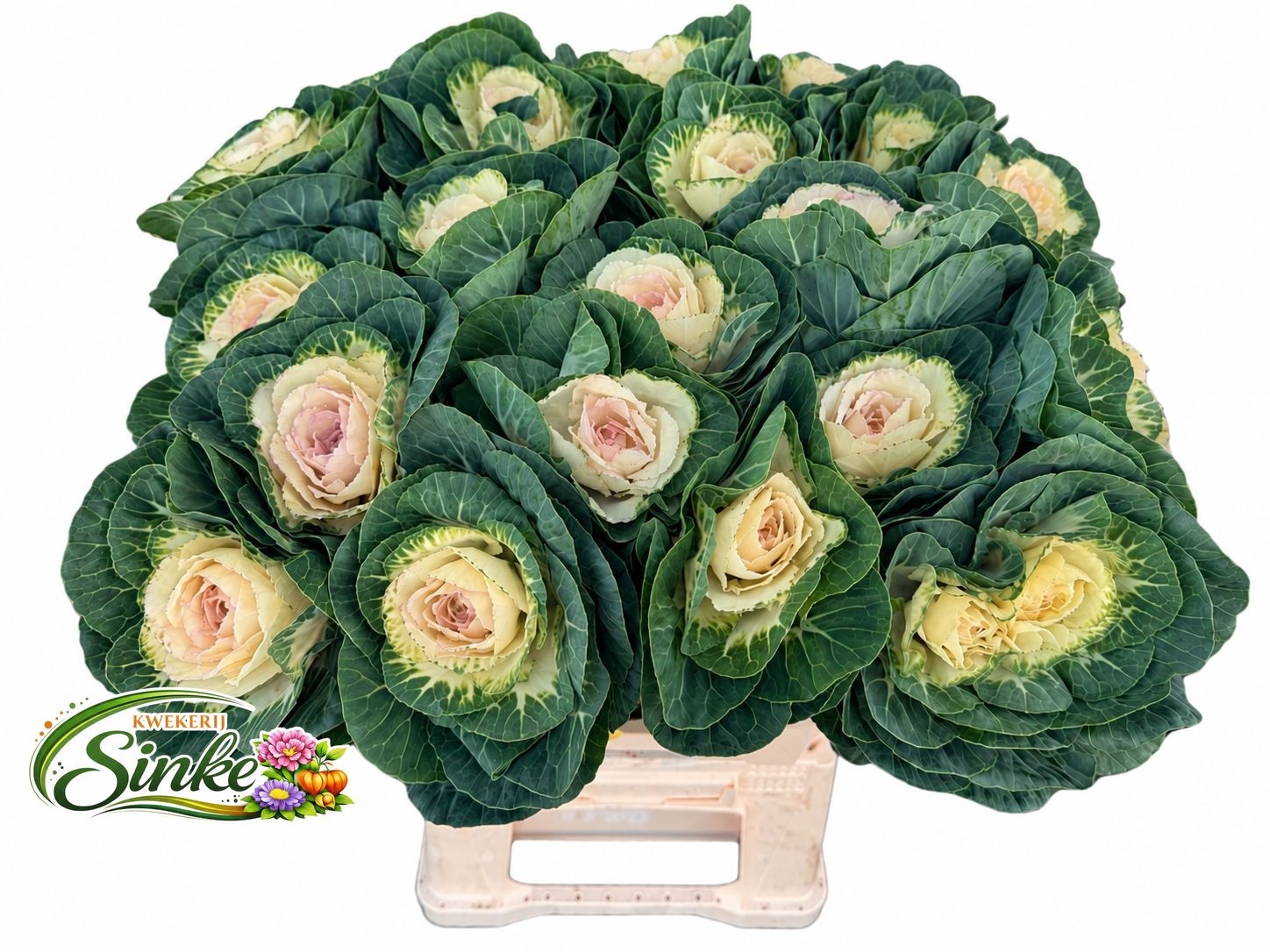 Brassica White Crane 60cm
