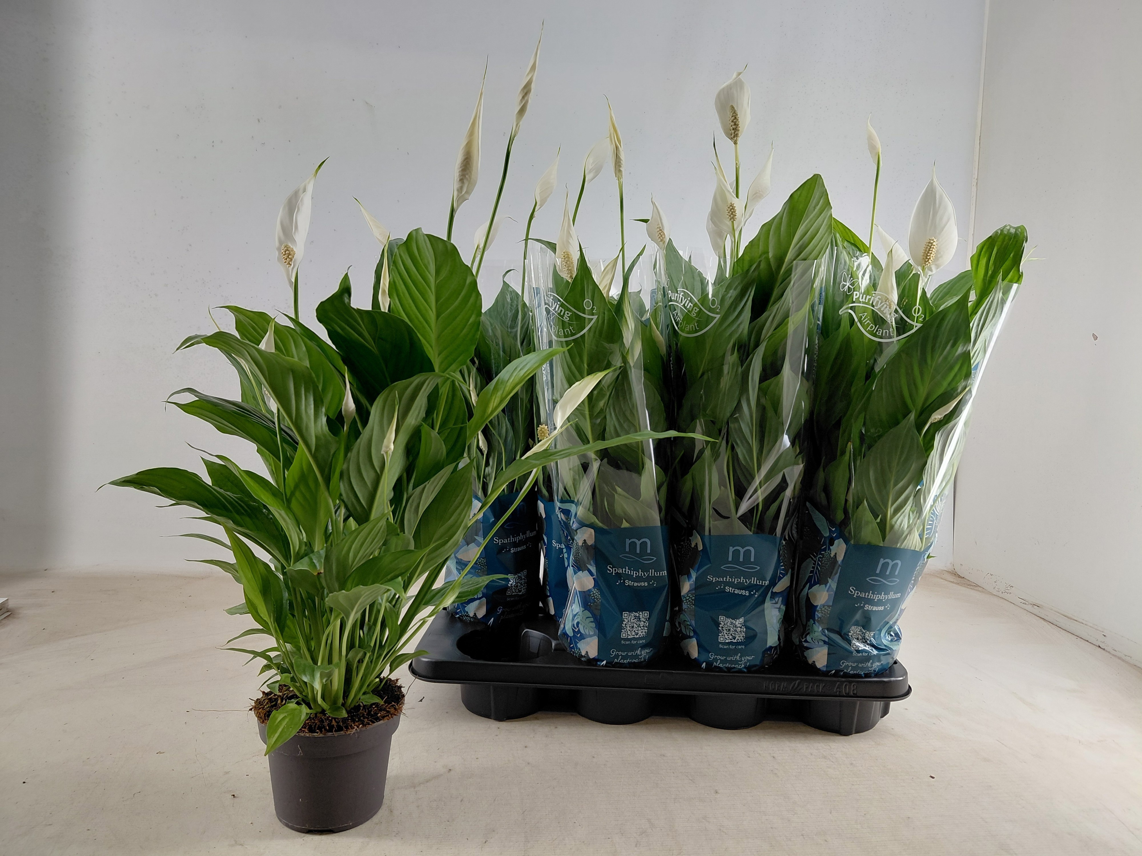 Spath Strauss 13Ø 60cm