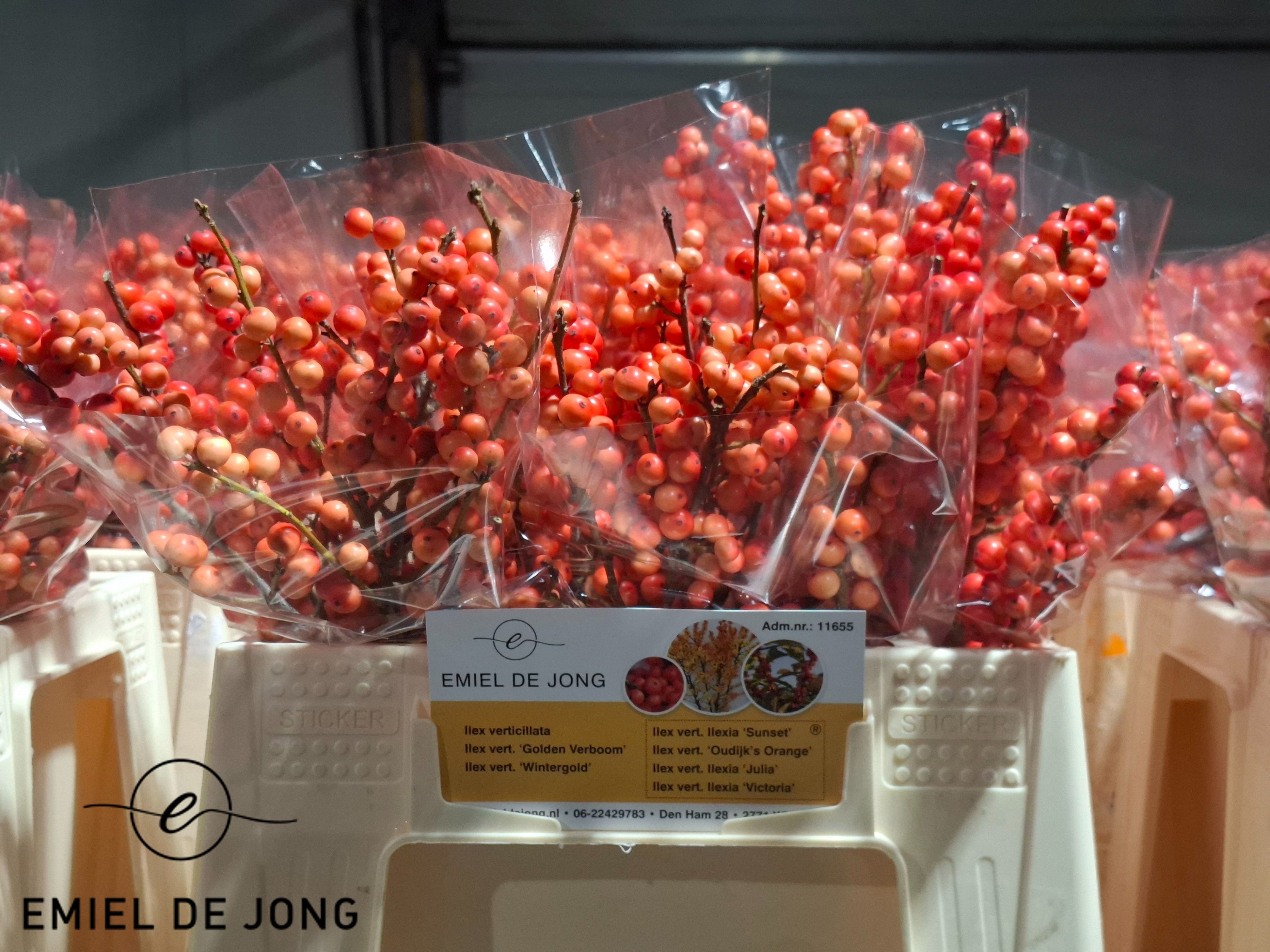 Ilex Oudijks Orange 35cm