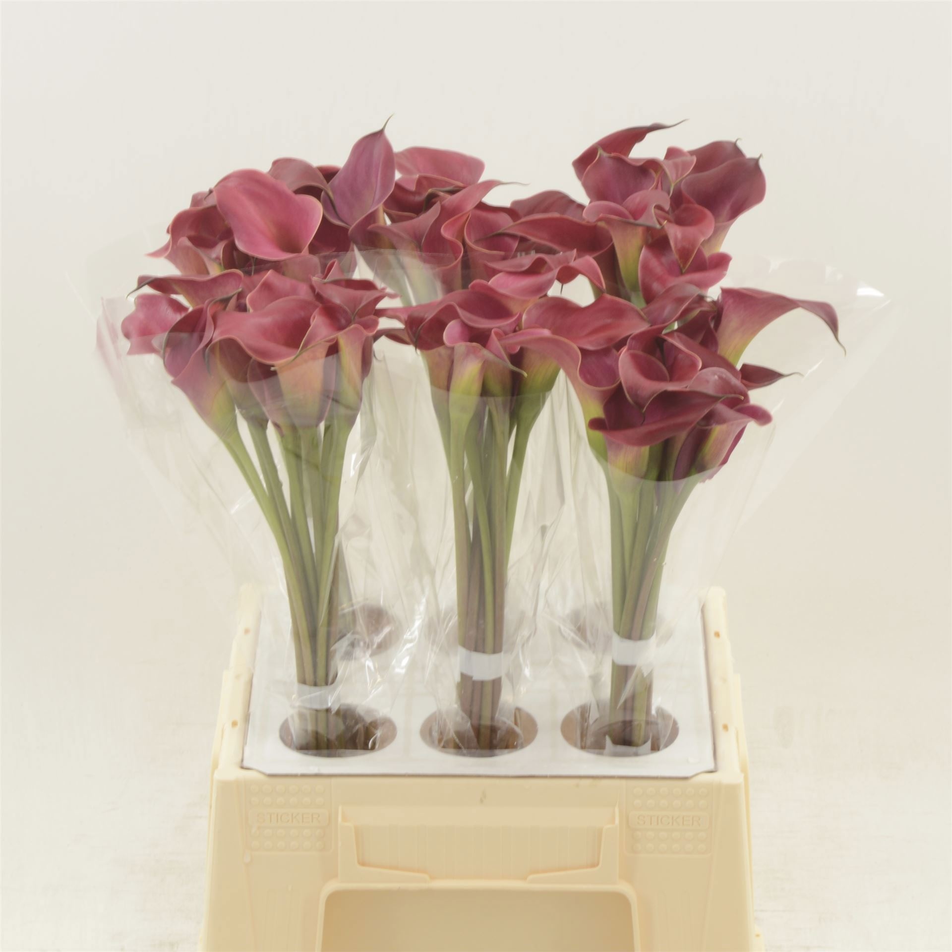 Calla Red Charm 45cm