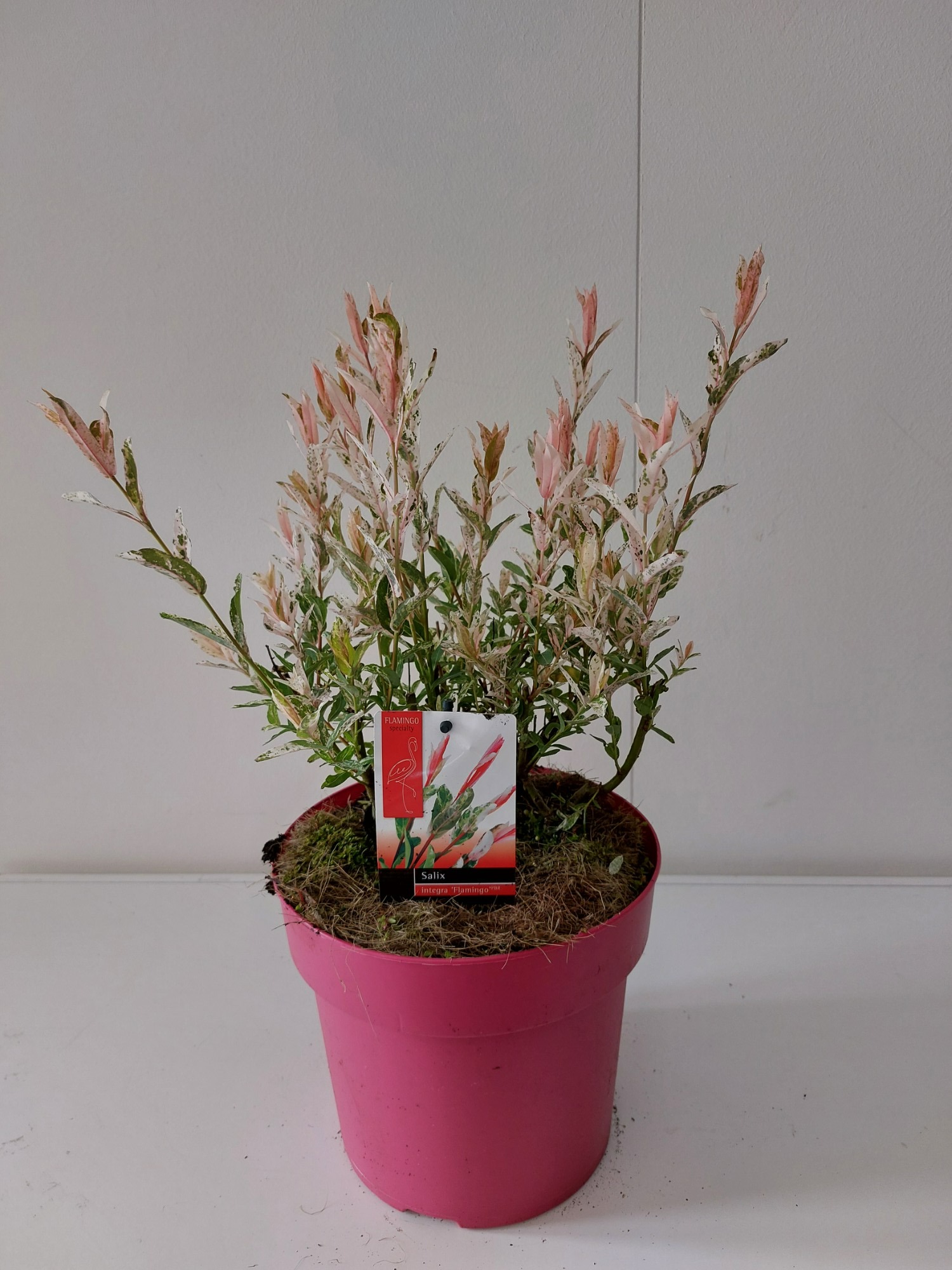 Picture of Salix Flamingo bush p21 Pink pot