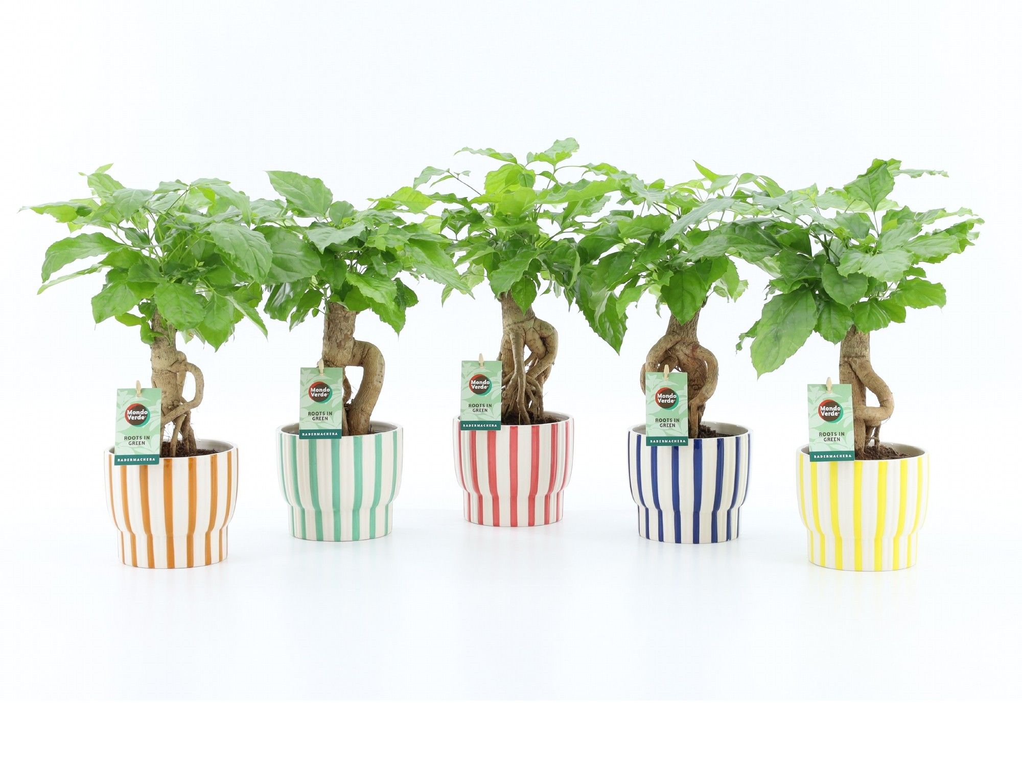 Radermachera sinica Bonsai in Pastel Stripe Pot | Gardenline