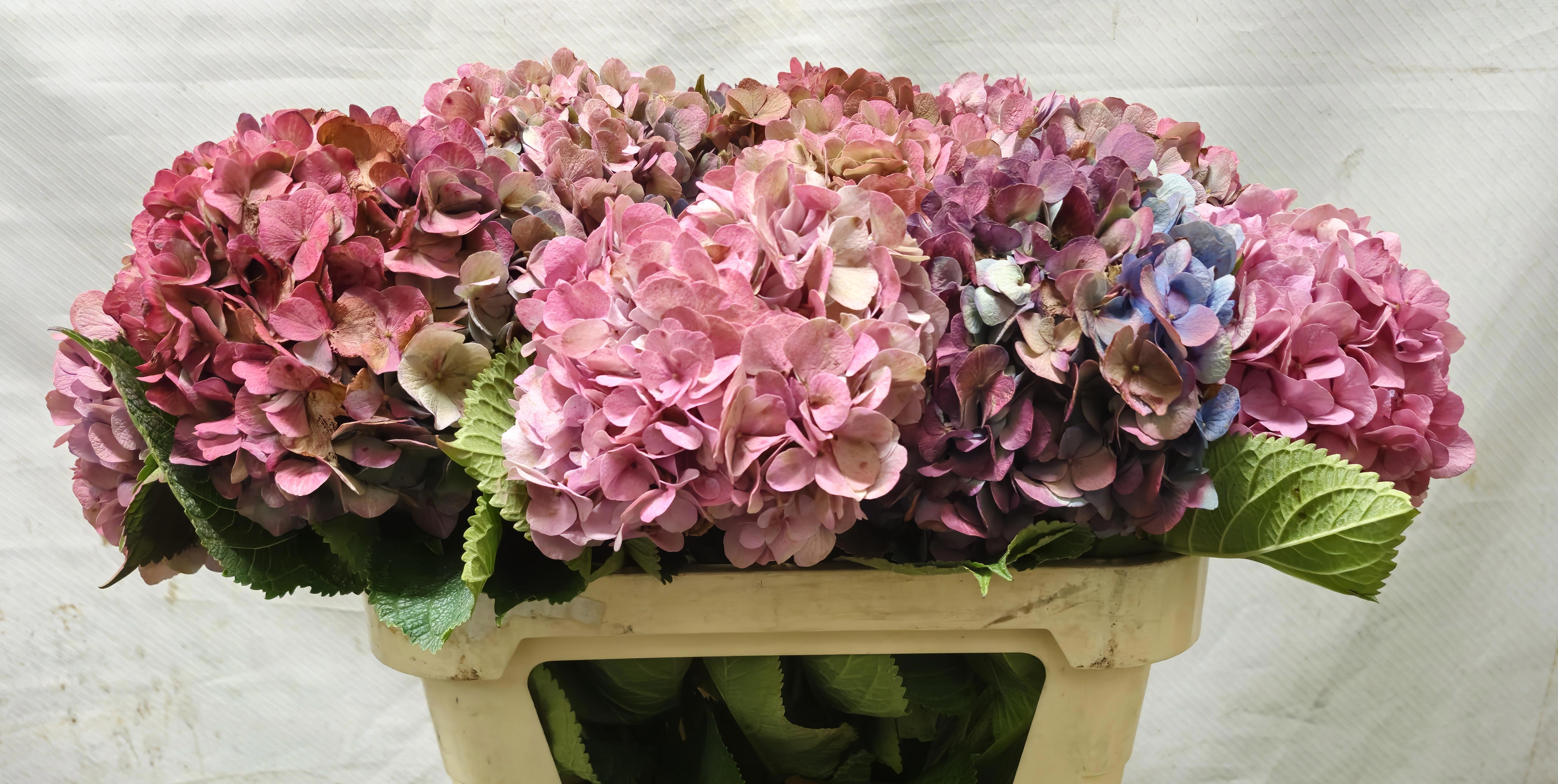 Hydrangea Bodensee Clas 70cm 17Ø