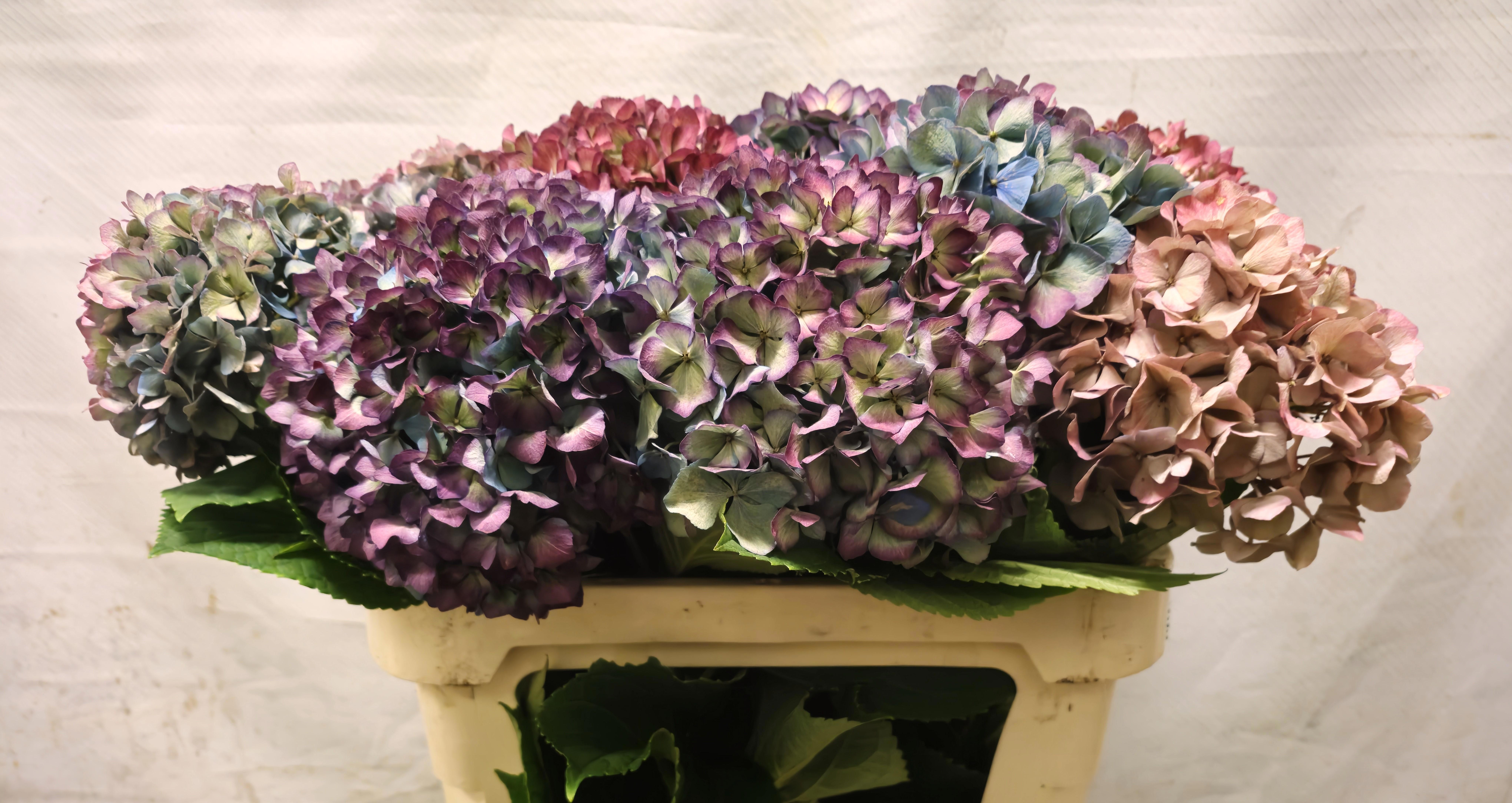 Hydrangea Steiniger Classic 70cm 17Ø