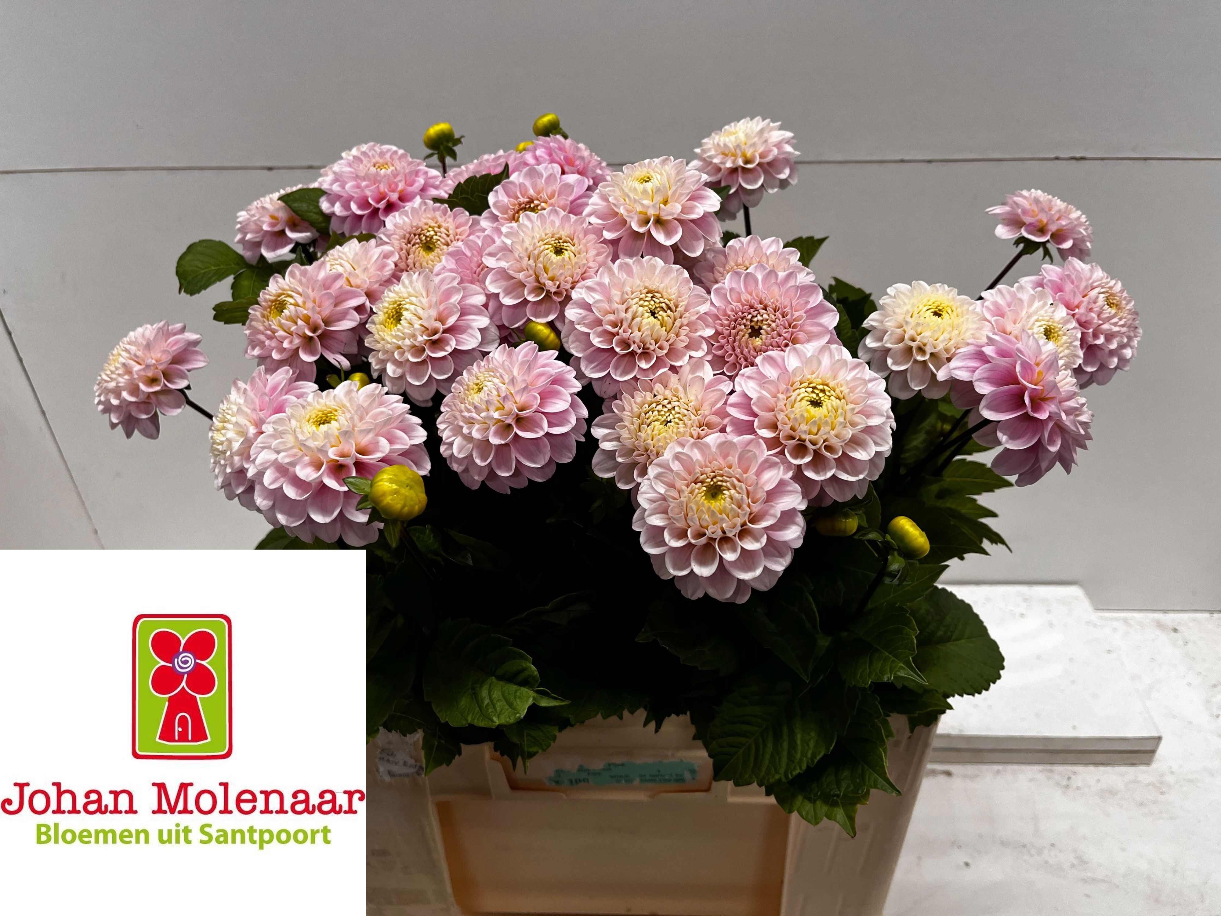 Dahlia Ball Wizz Of Oz 50cm