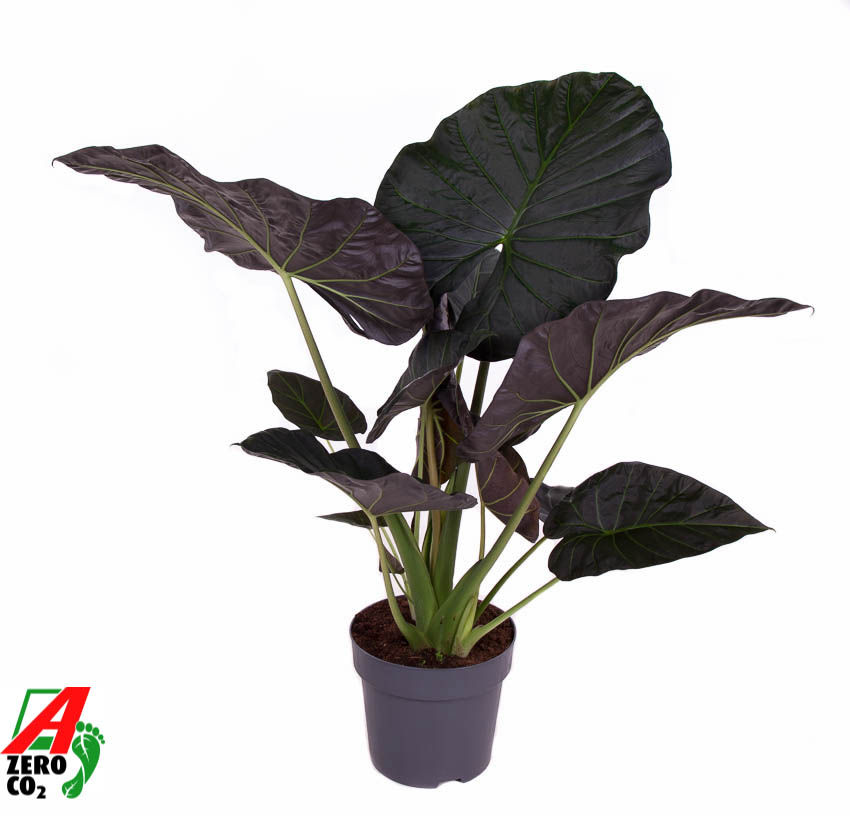 Picture of Alocasia Regal Shields P32 130CM