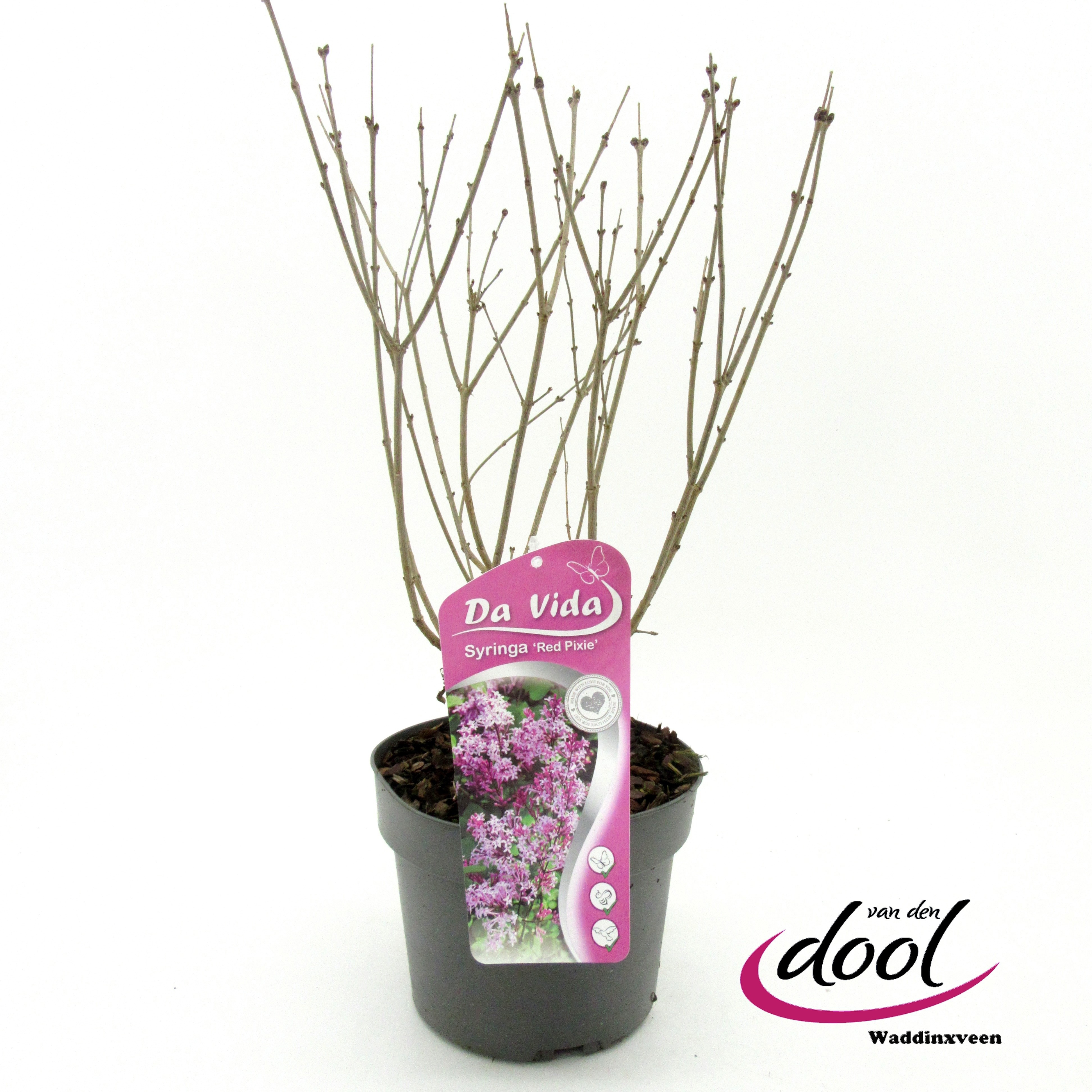 Syringa 'Red Pixie'