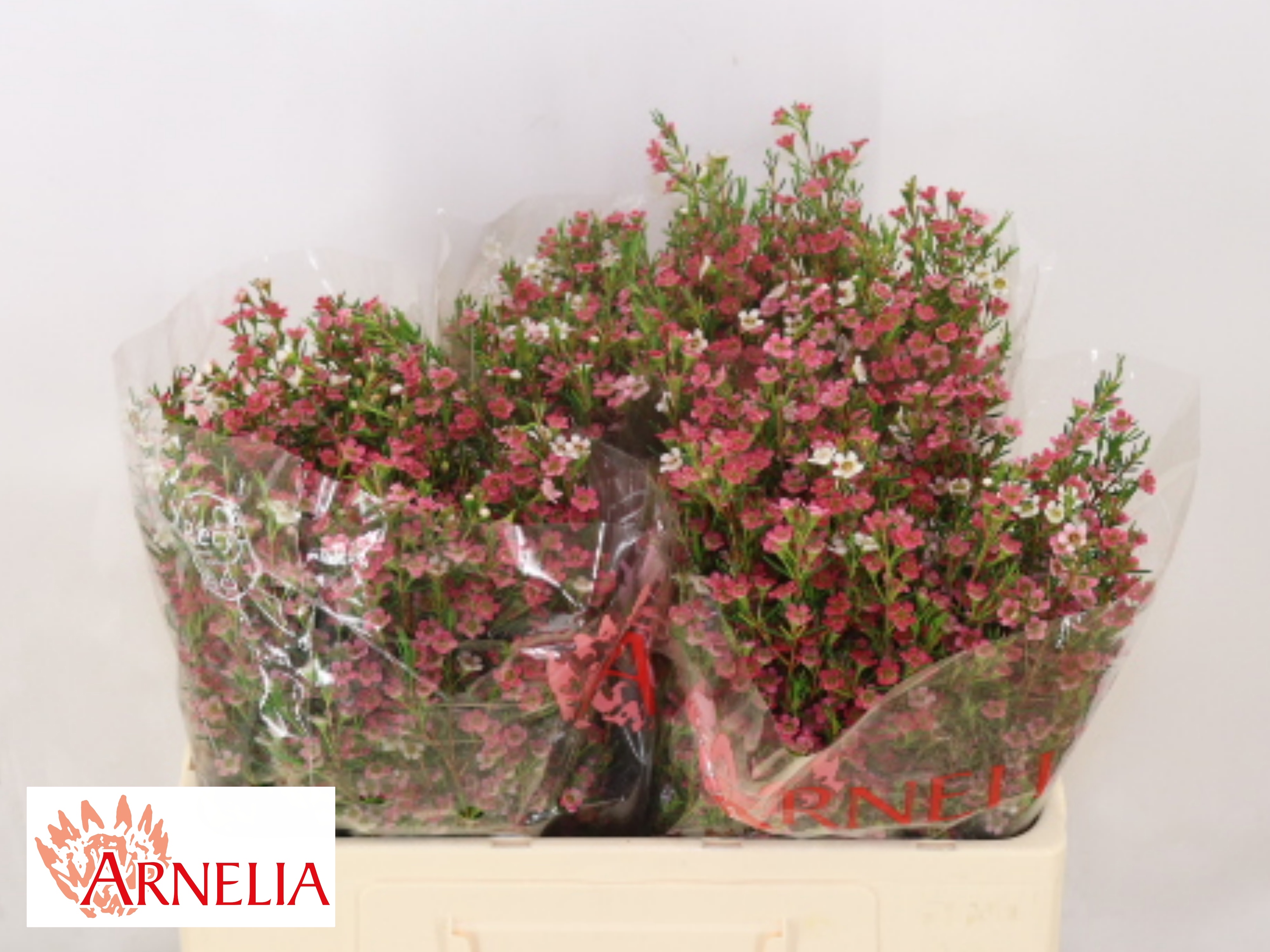 Chamelaucium My Sweet 16 50cm 25gram