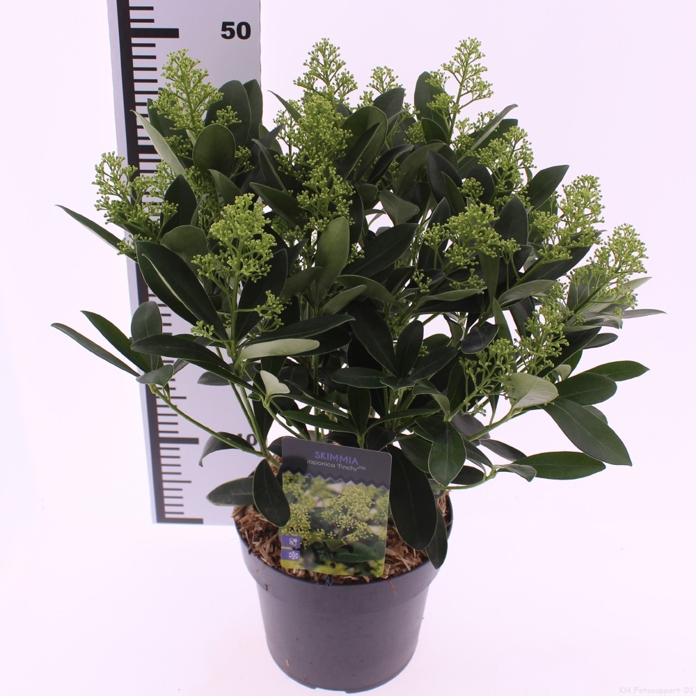 Picture of Skimmia jap. 'Finchy'