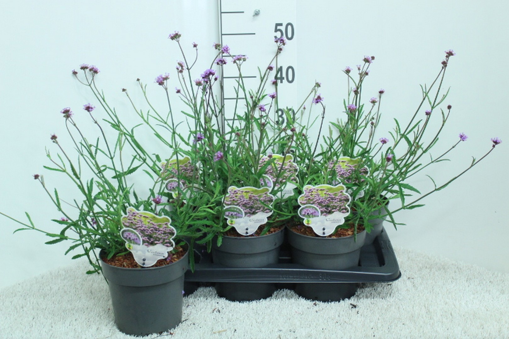 Verbena bonariensis