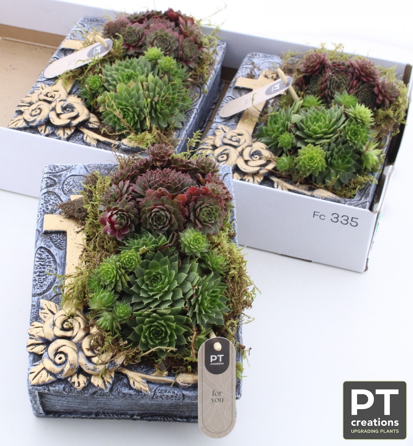 Arr Sempervivum 16P 17cm