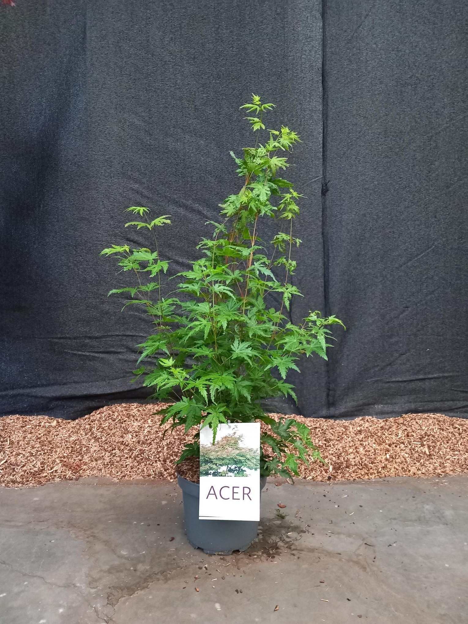 Picture of Acer palmatum