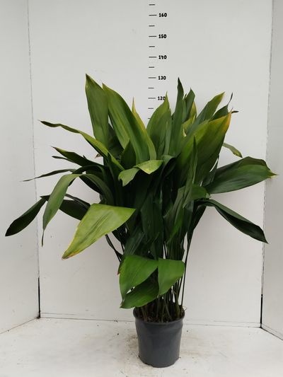 Aspidistra elatior