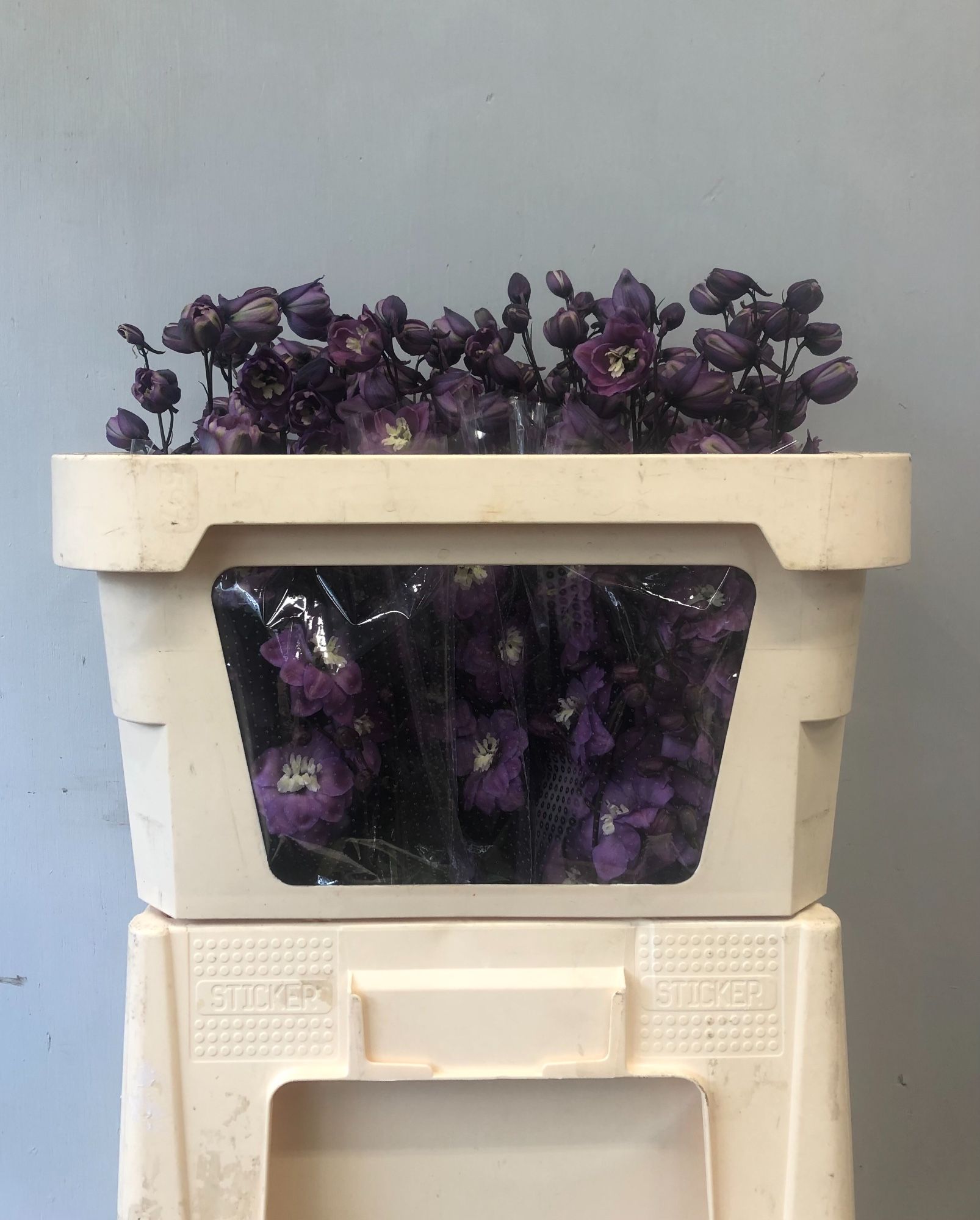 Delphinium El Dewi Pink Floyd 70cm