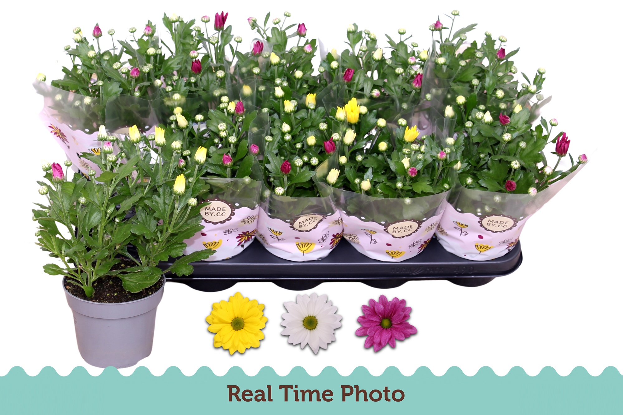 Chrys Gemengd P Pot 12Ø 25cm