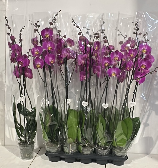 Phal Ov Paars 12Ø 75cm
