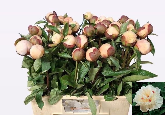 Paeonia Festiva Maxima 60cm