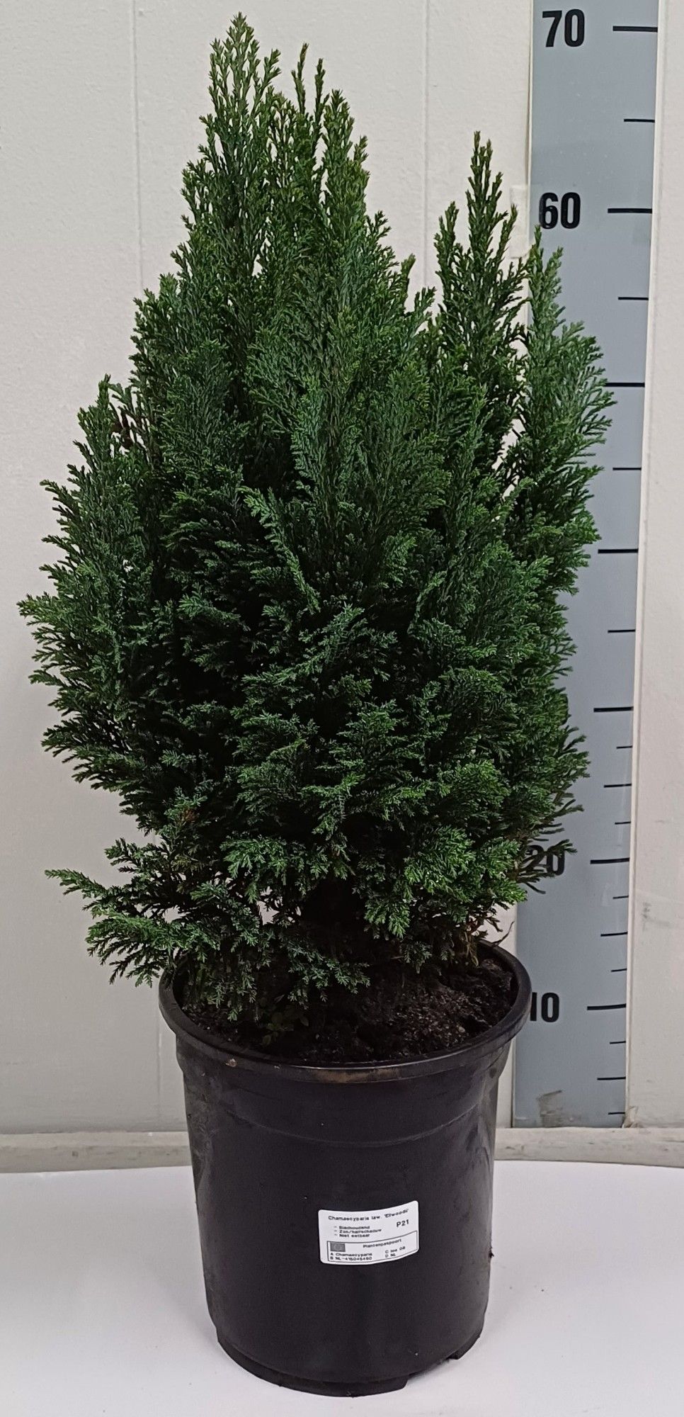 Cham L Ellwoodii 21Ø 100cm