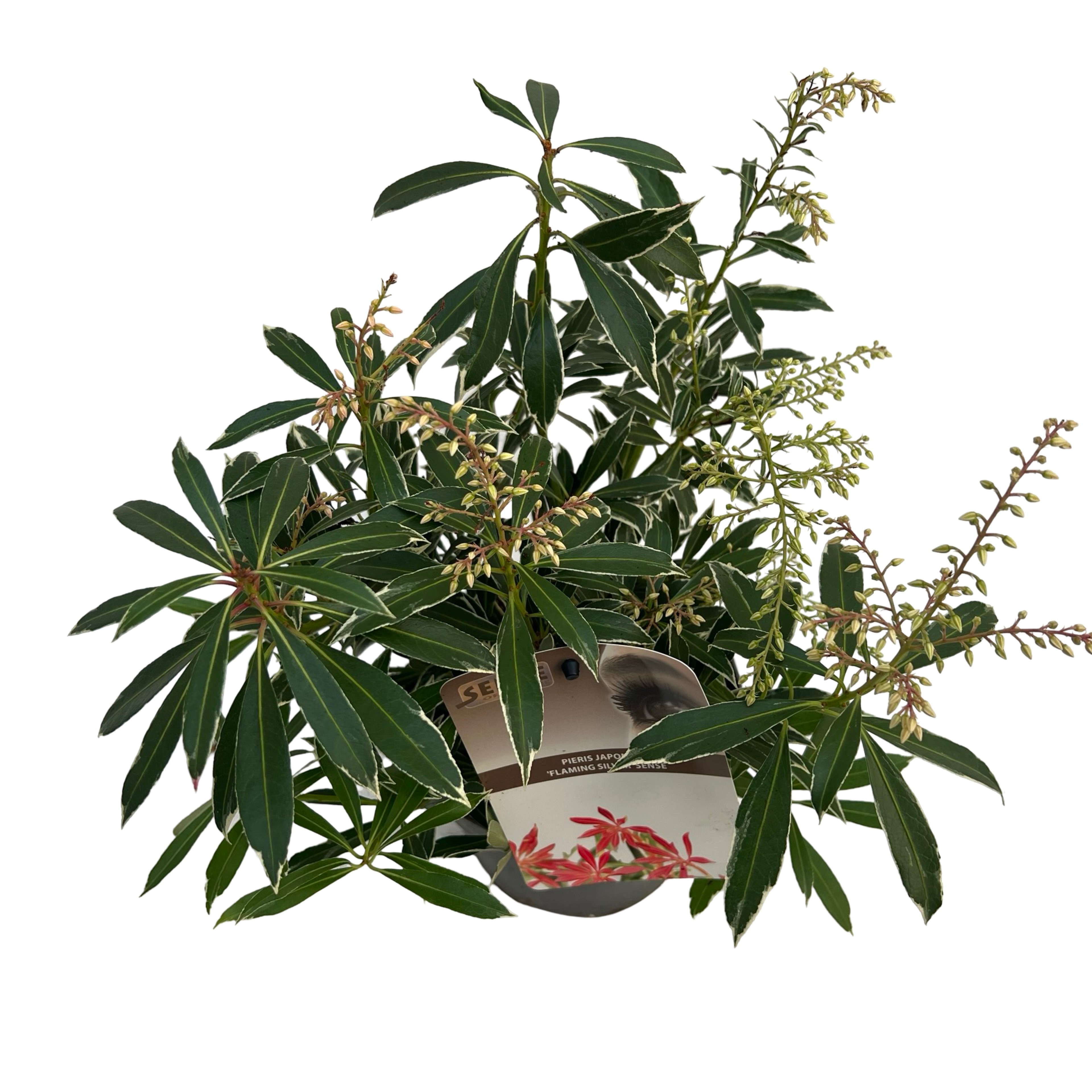 Picture of Pieris jap. Flaming Silver sense P17 (2 Ltr) (LOOSE)