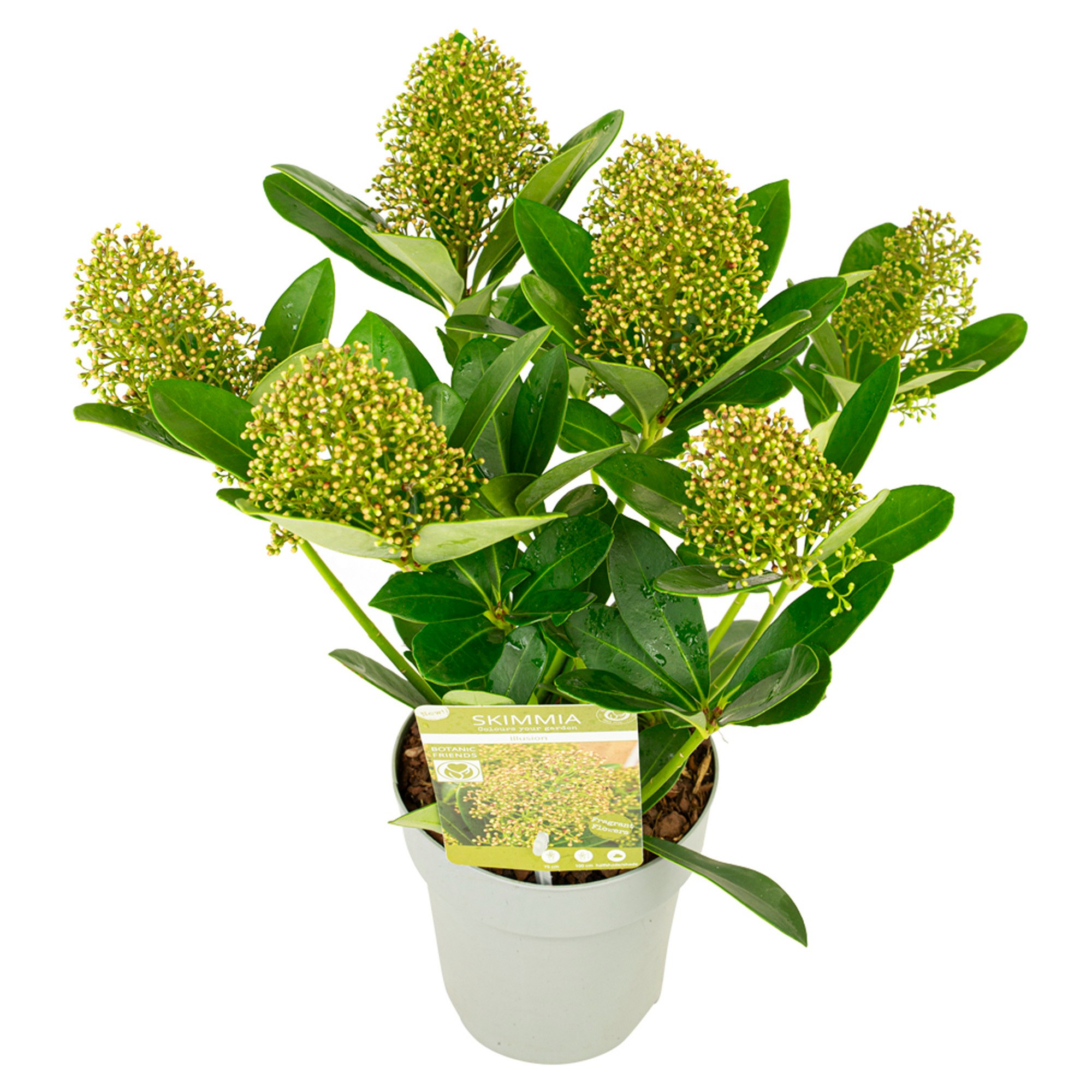 Picture of Skimmia japonica 'Illusion' ® 4+