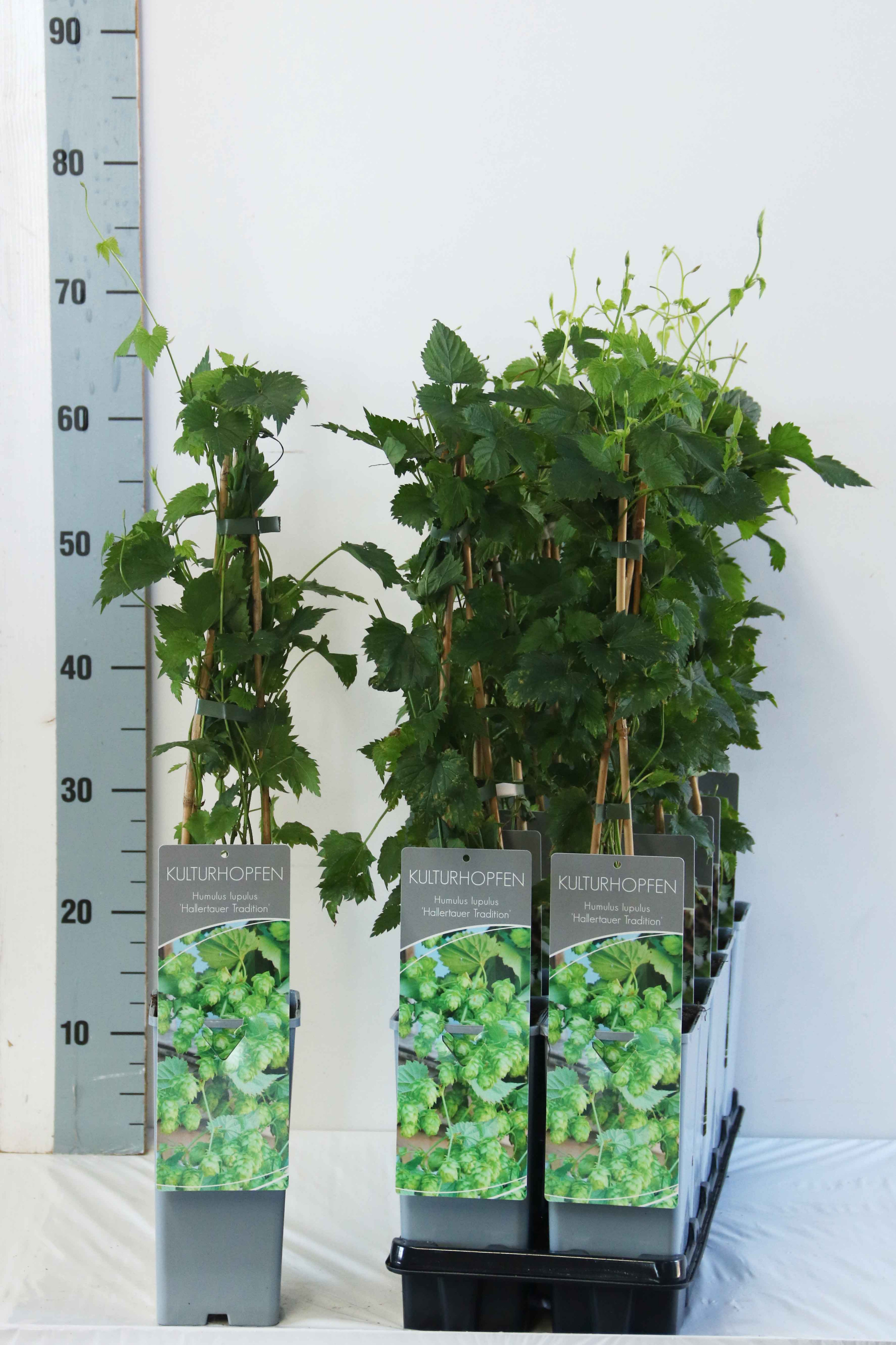 Humulus lupulus 'Hallertauer Tradition'