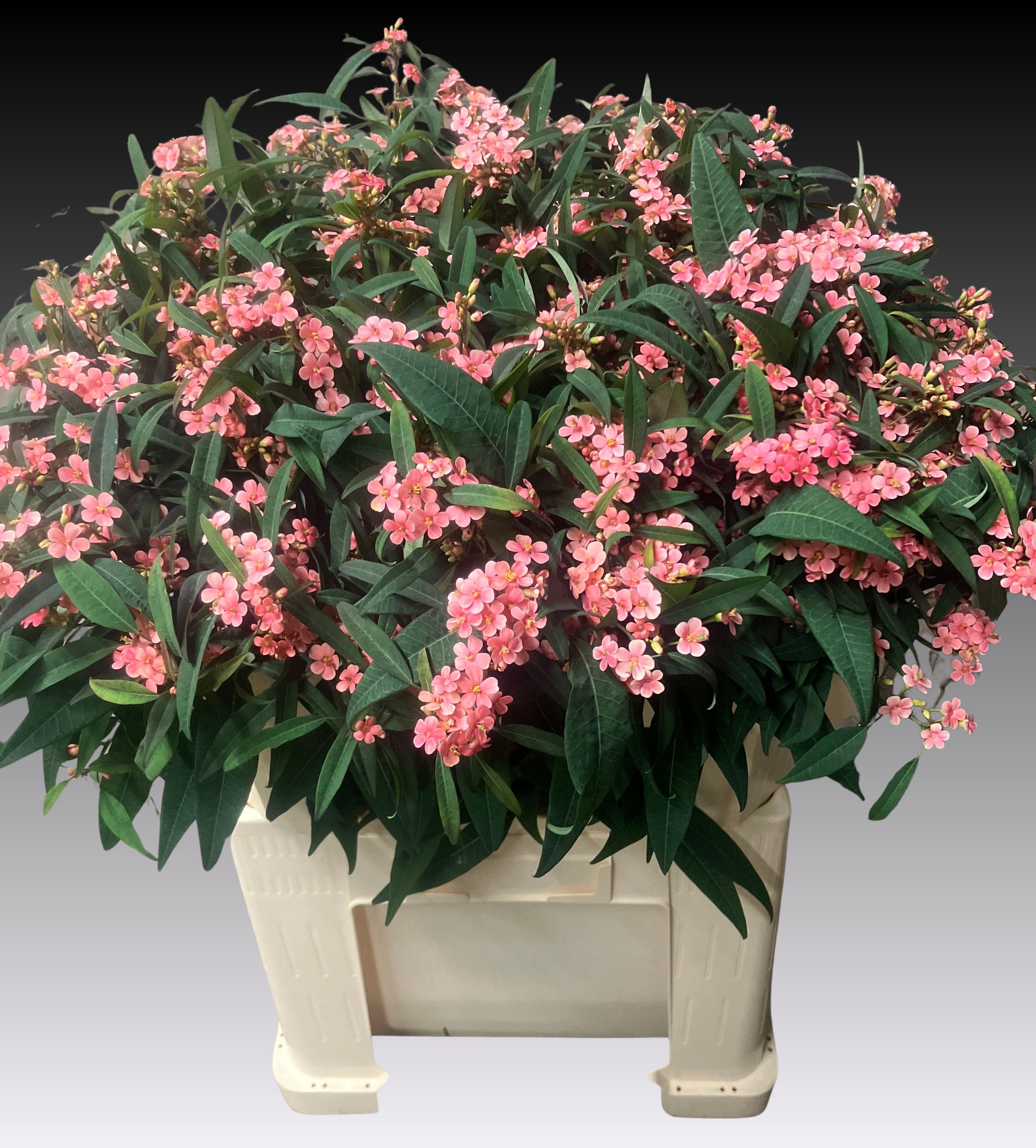 Euphorbia Spray Pink Baron 70cm