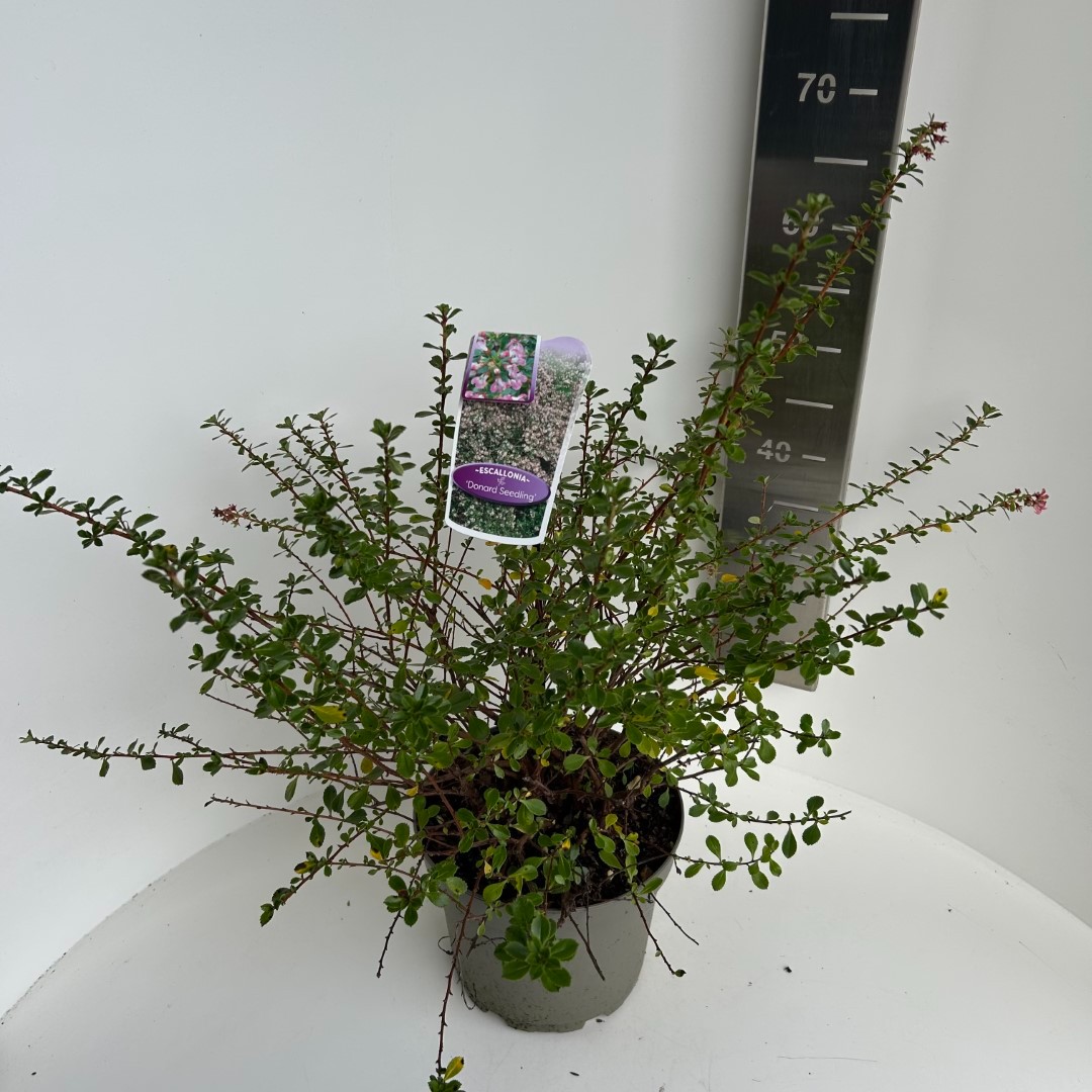 Picture of Escallonia Donard Seedling P23 (5 Ltr) (LOOSE)