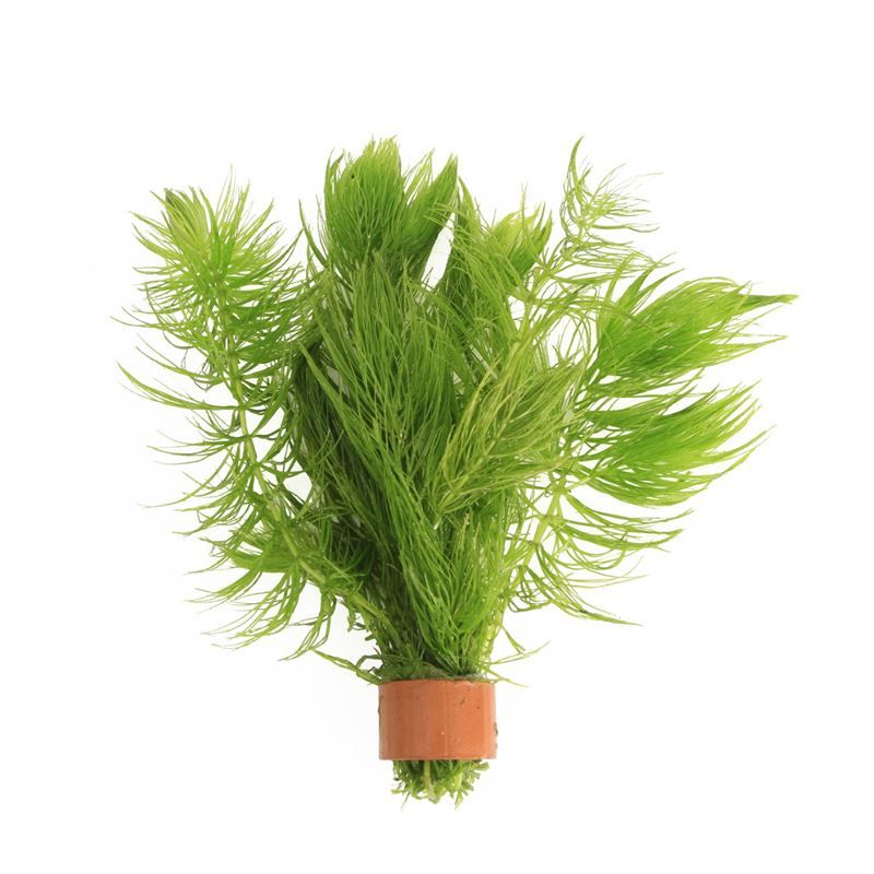 Ceratophyllum demersum tcr