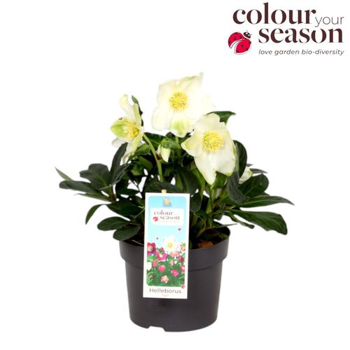 Helleborus Niger Advent Star Early p13 Flevo