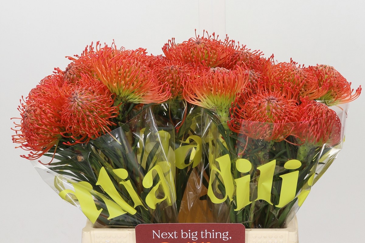 Leucospermum Succession 40cm