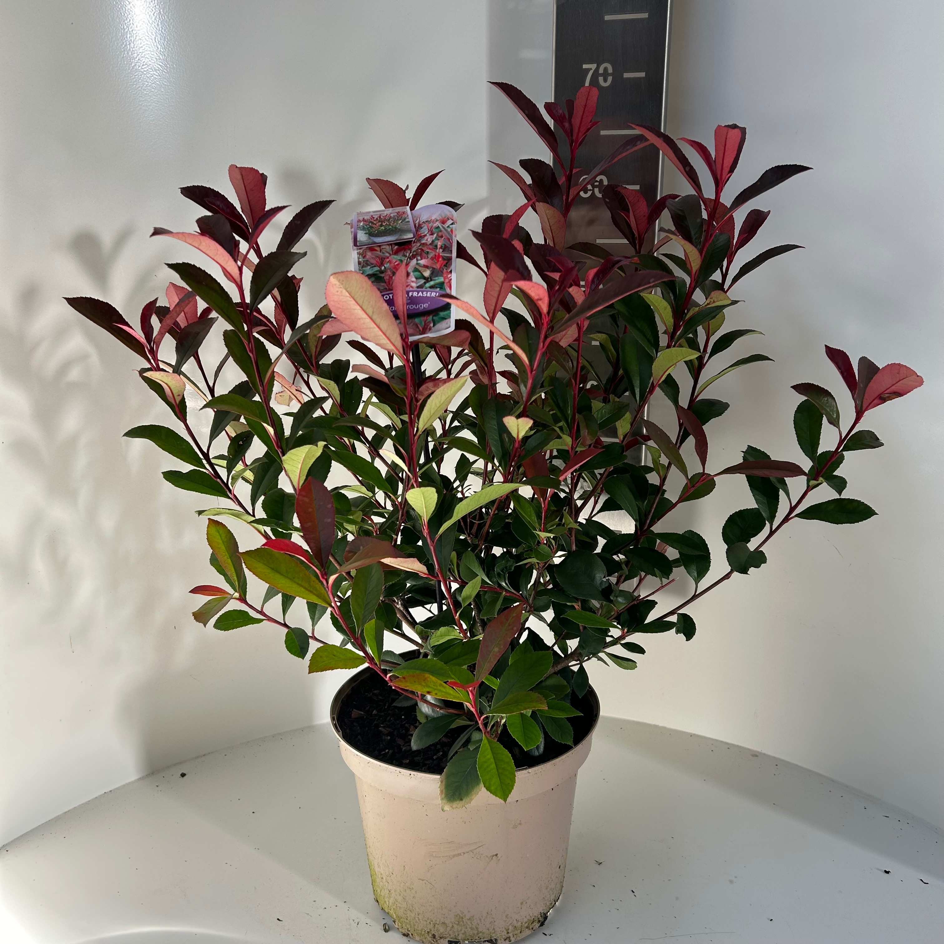 Picture of Photinia fras. Carre Rouge P23 (5 Ltr) (LOOSE)