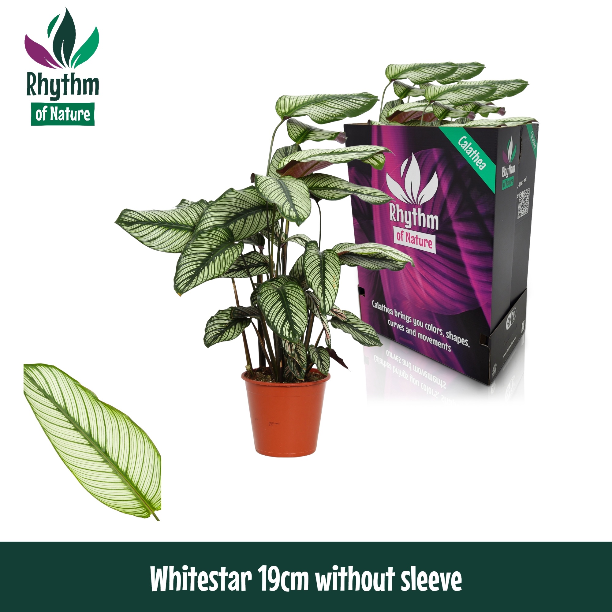 calathea white fusion katze Calathea White Fusion Prayer Plant main image 0
