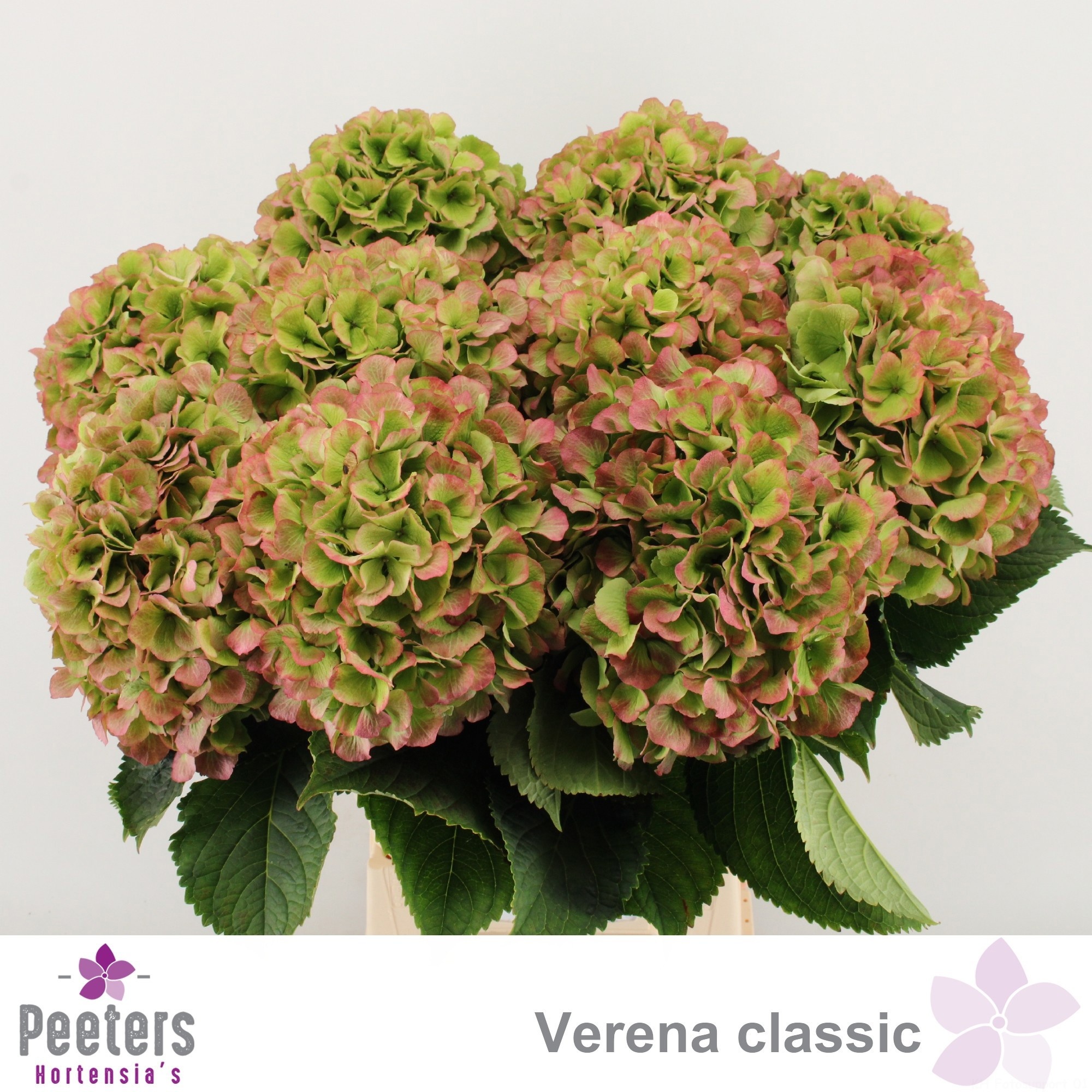 Hydr M Verena Cl