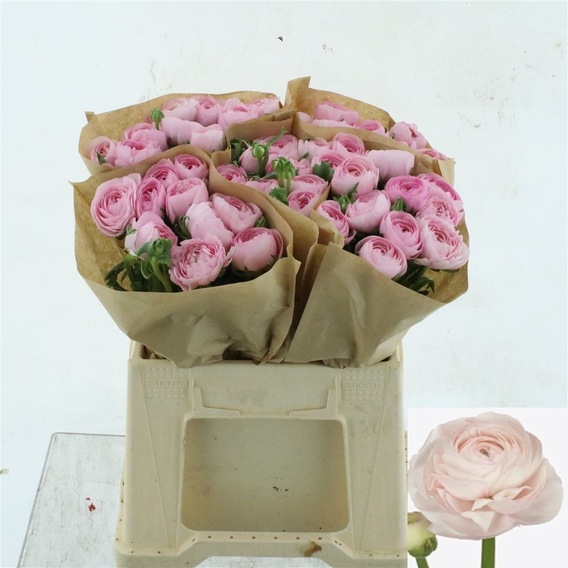 Ranunculus Success Hanoi 45cm