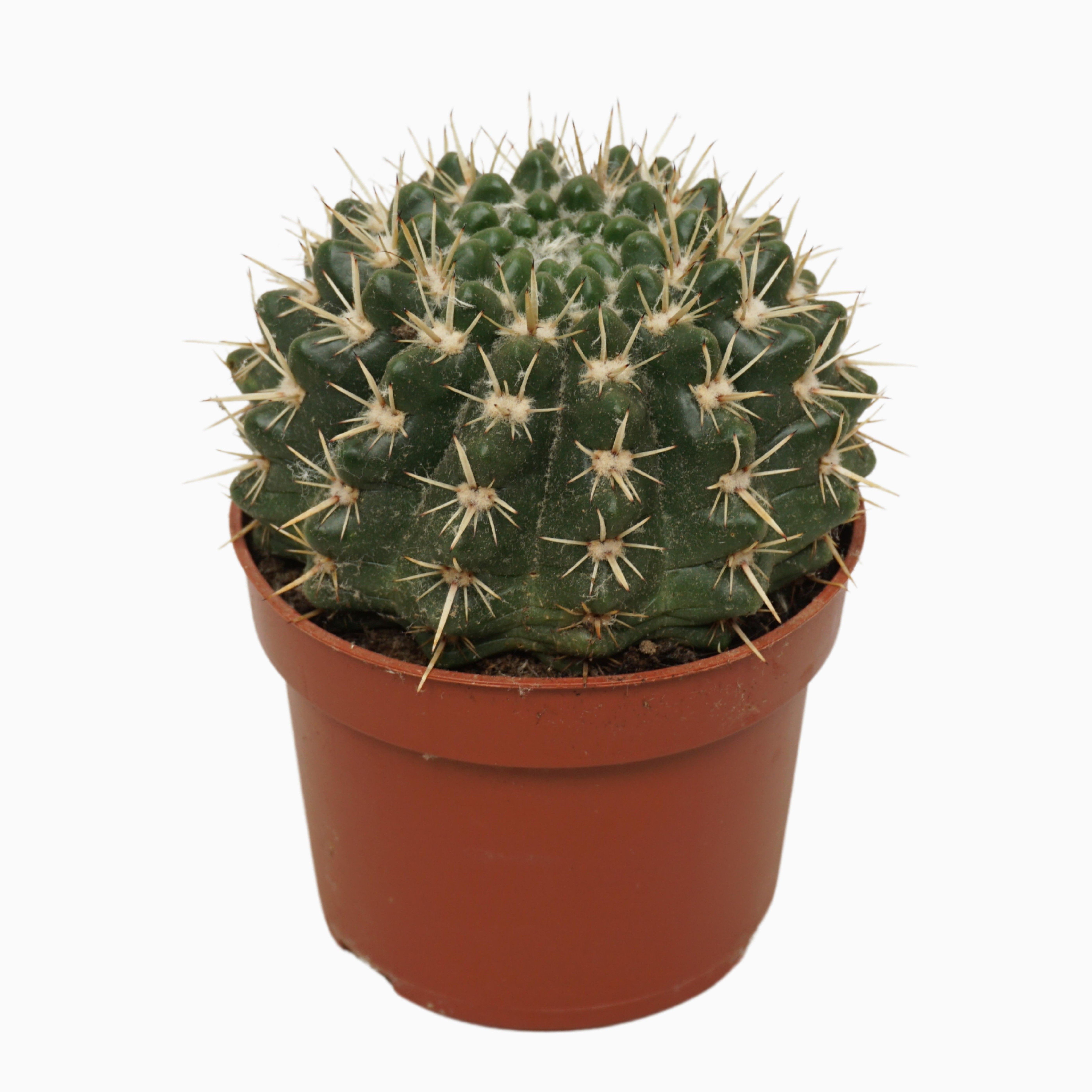 Notocactus mammulosus