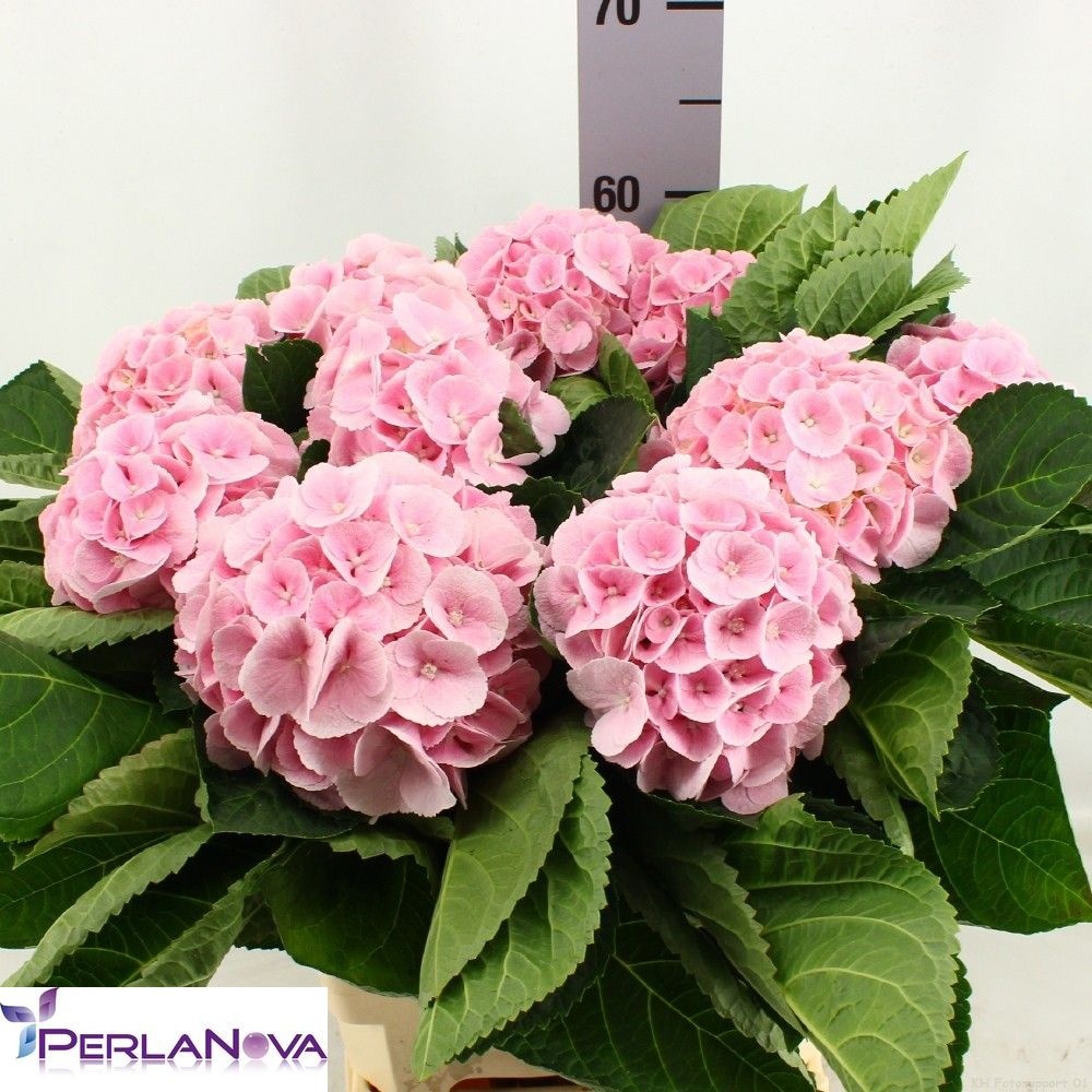 Hydrangea My Matcha 60cm 16Ø