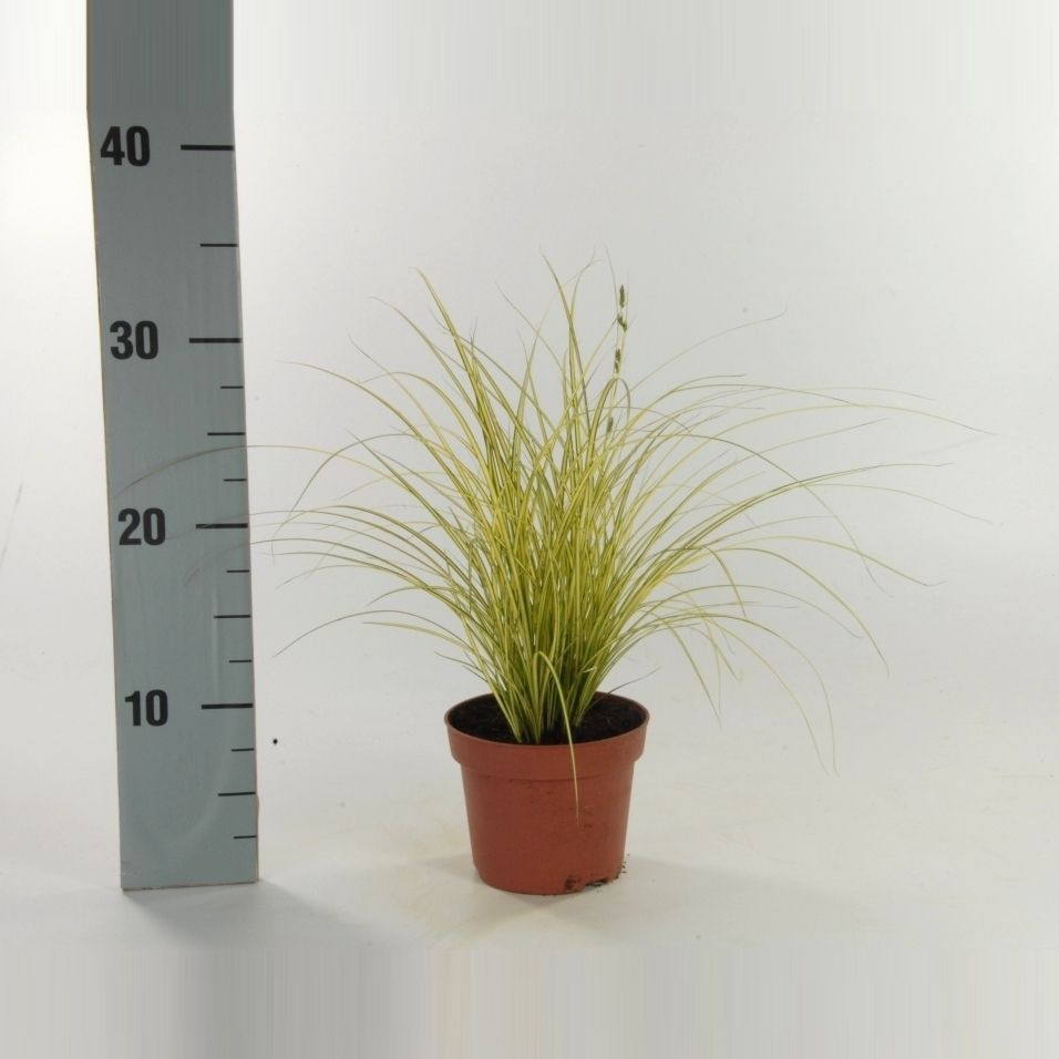 Carex Br Jenneke 12P 25H