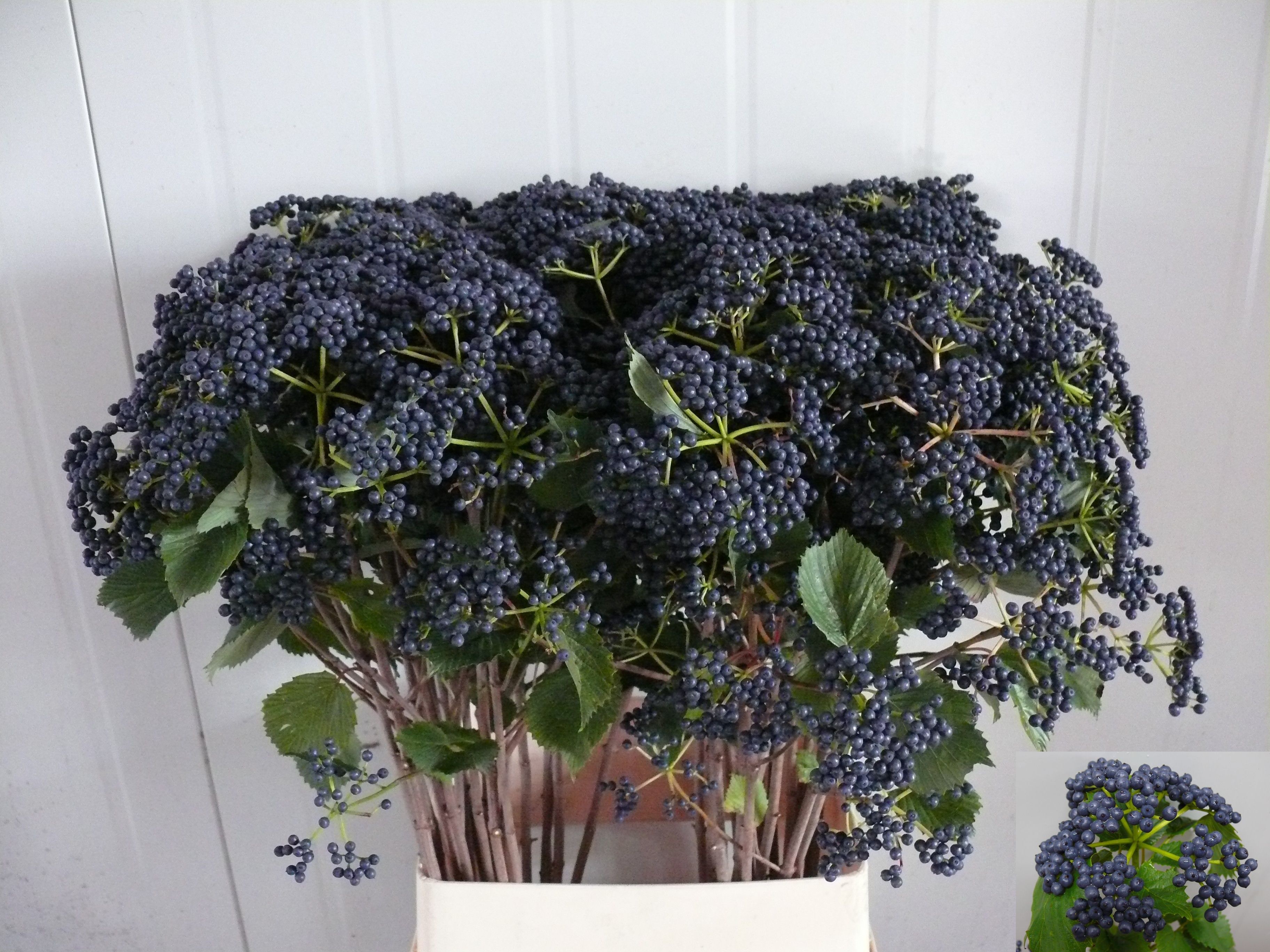 Vibur Blueberry Hill
