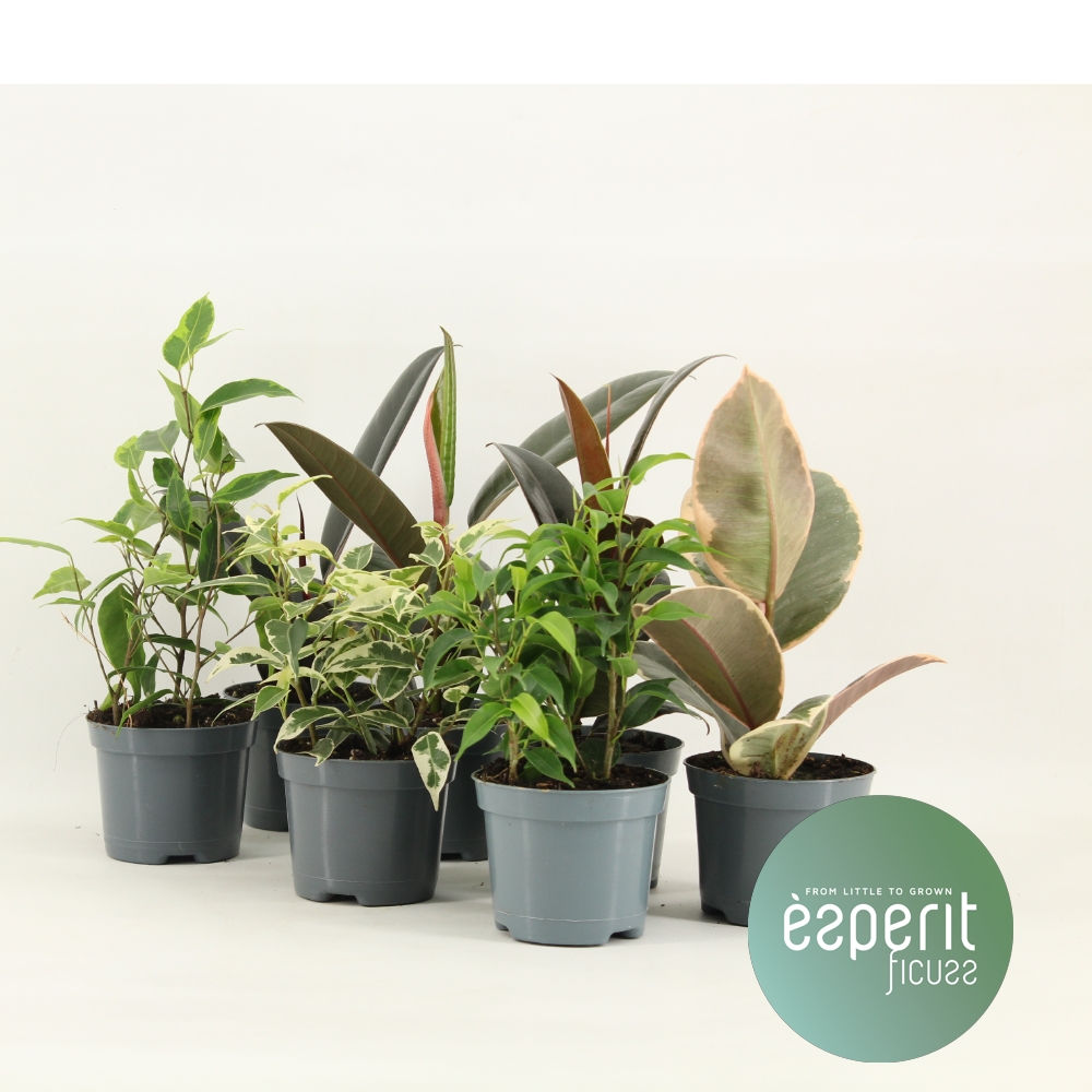 Picture of Ficus Ficuss Mix varieties P8.5 15CM