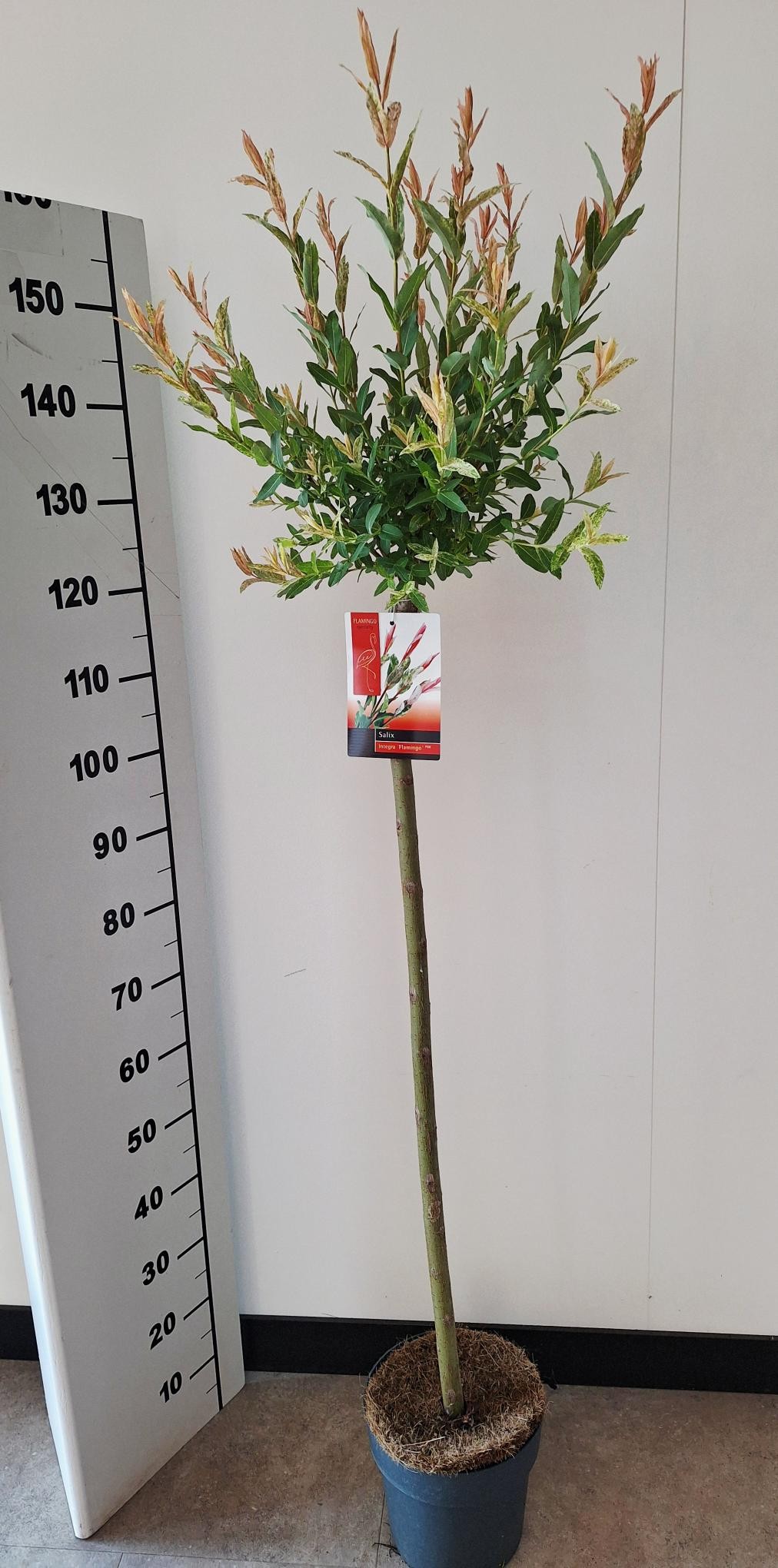 Picture of Salix Flamingo stam 100