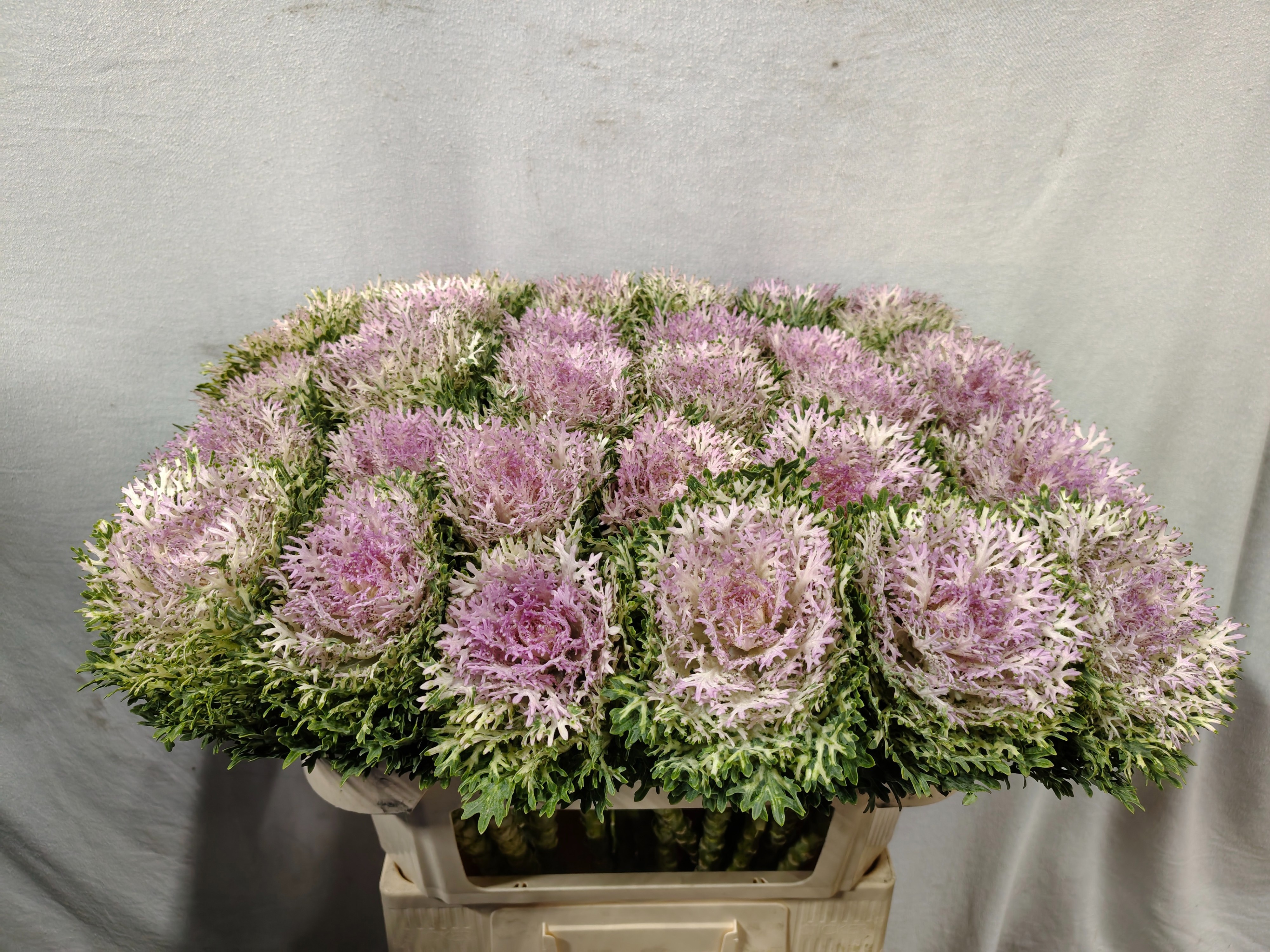 Brassica Crane King 70cm