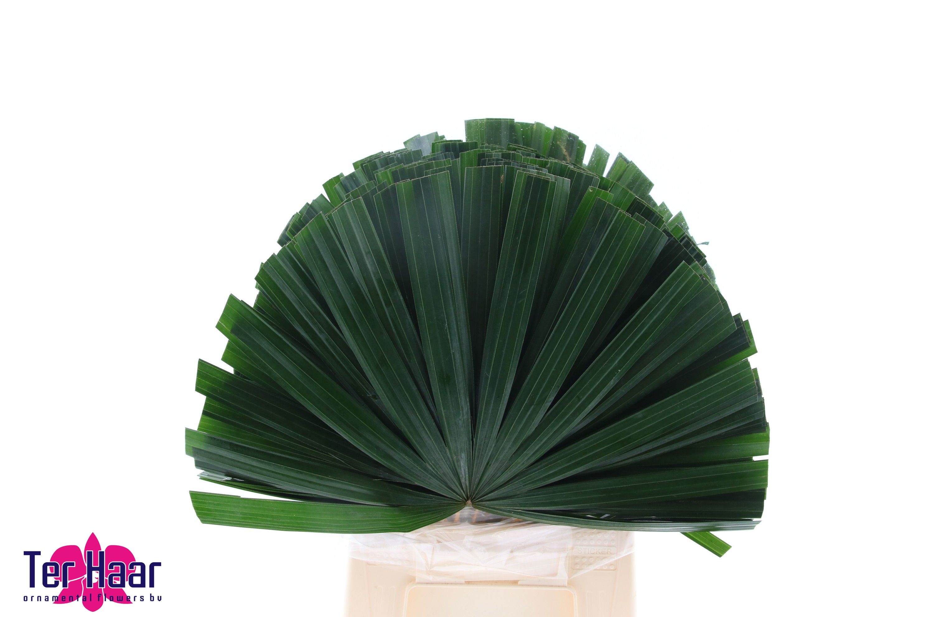 Chamaerops Sp Blad