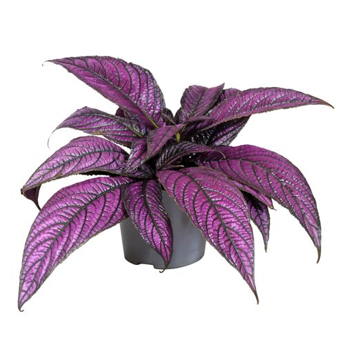 Strobilanthes dyeriana p13 Rich