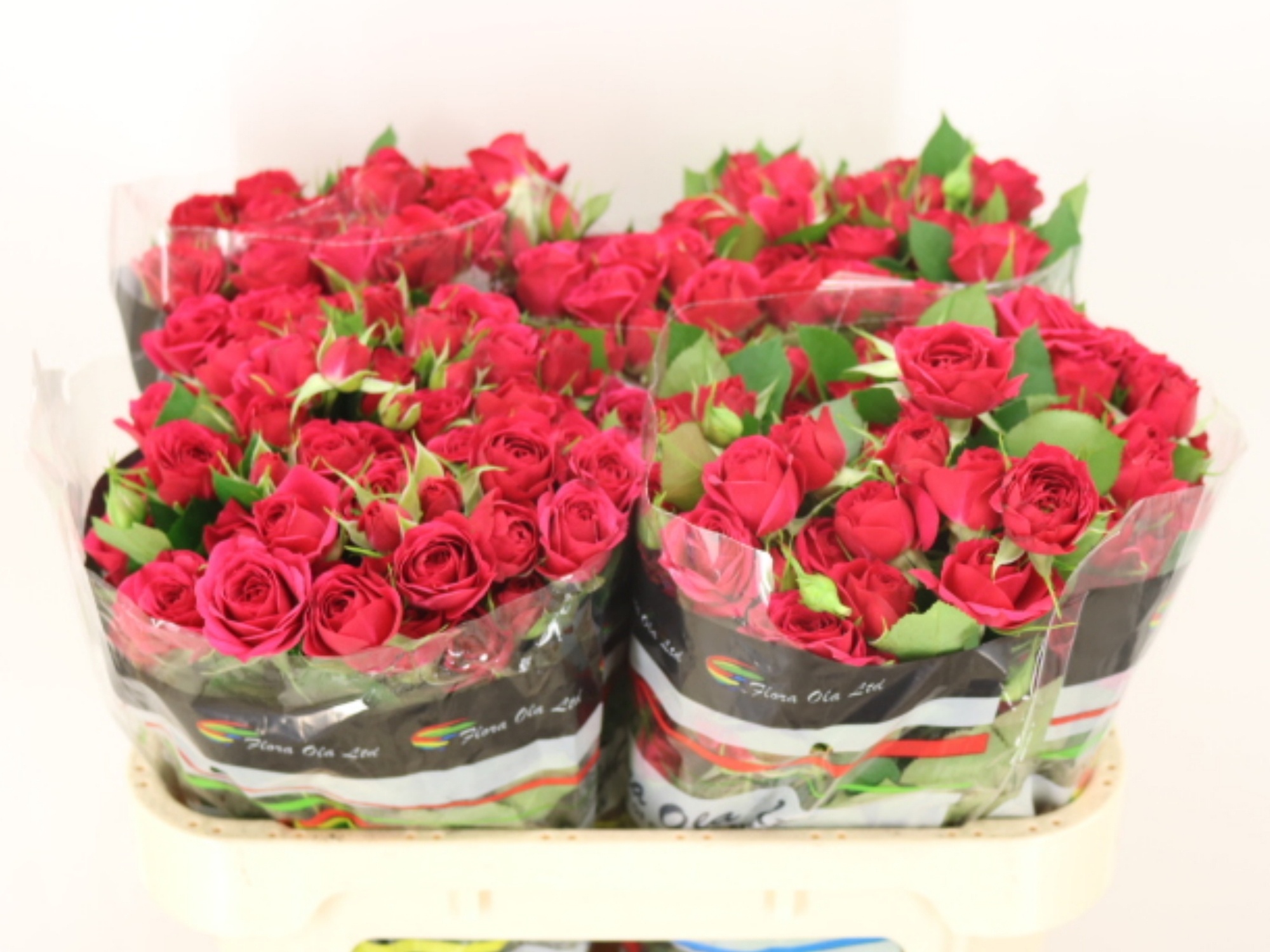 Rosa Spray Quincy 70cm