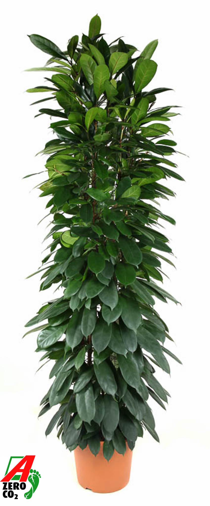 Picture of Ficus Cyatistipula column P35 200CM (LOOSE)