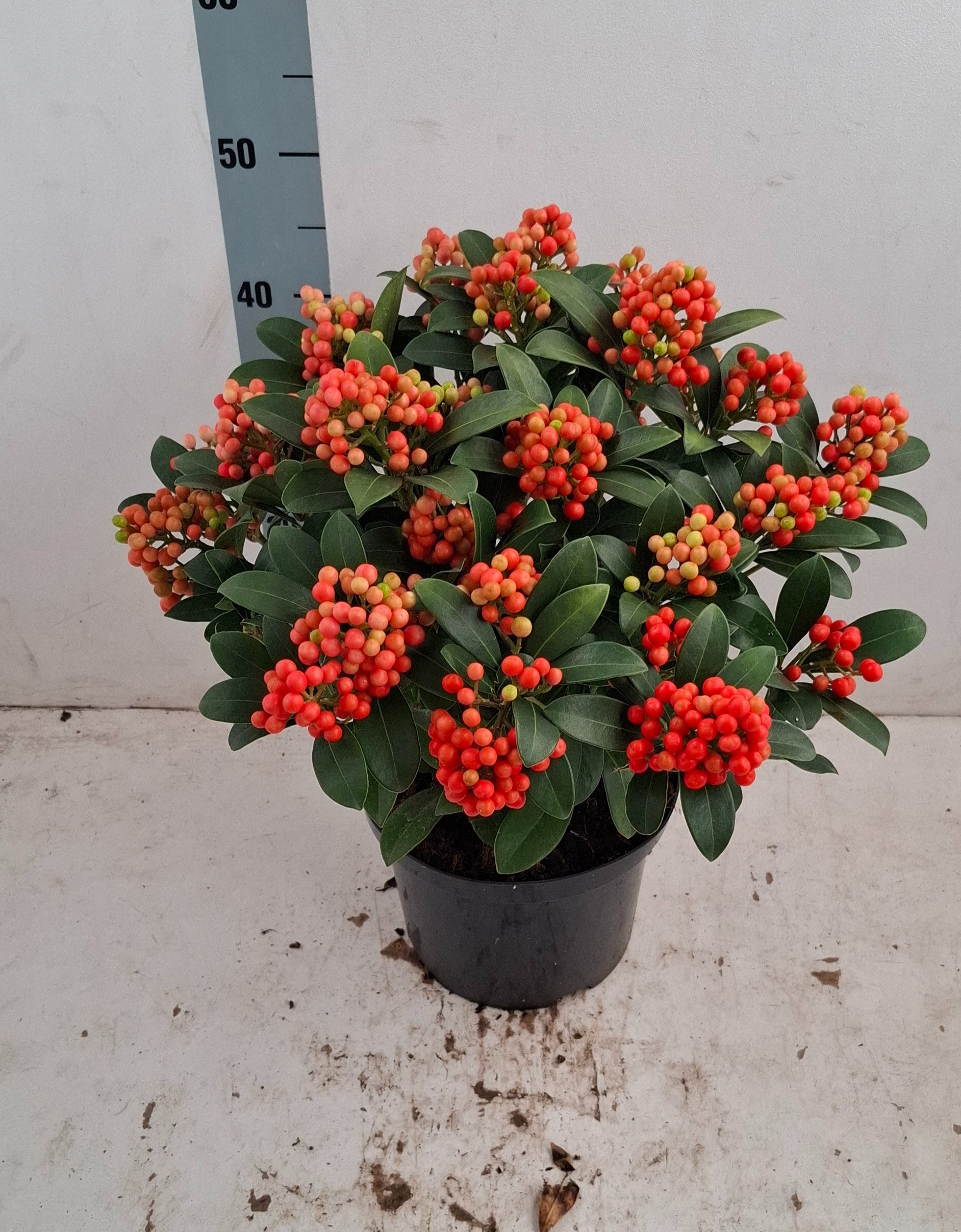 Skimmia jap. 'Temptation' 20+ Tros