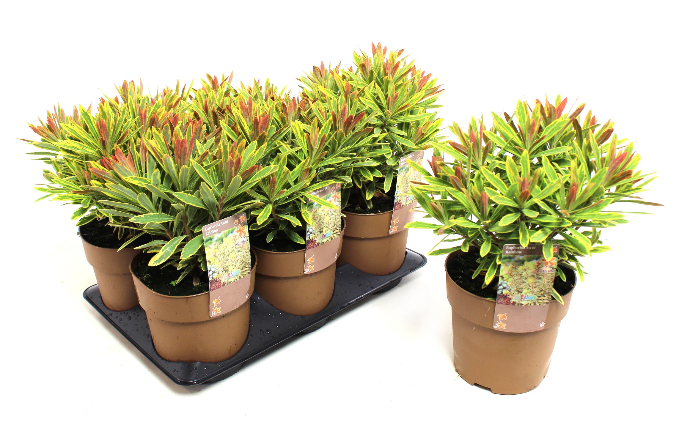 Picture of Euphorbia Ascot Rainbow P15