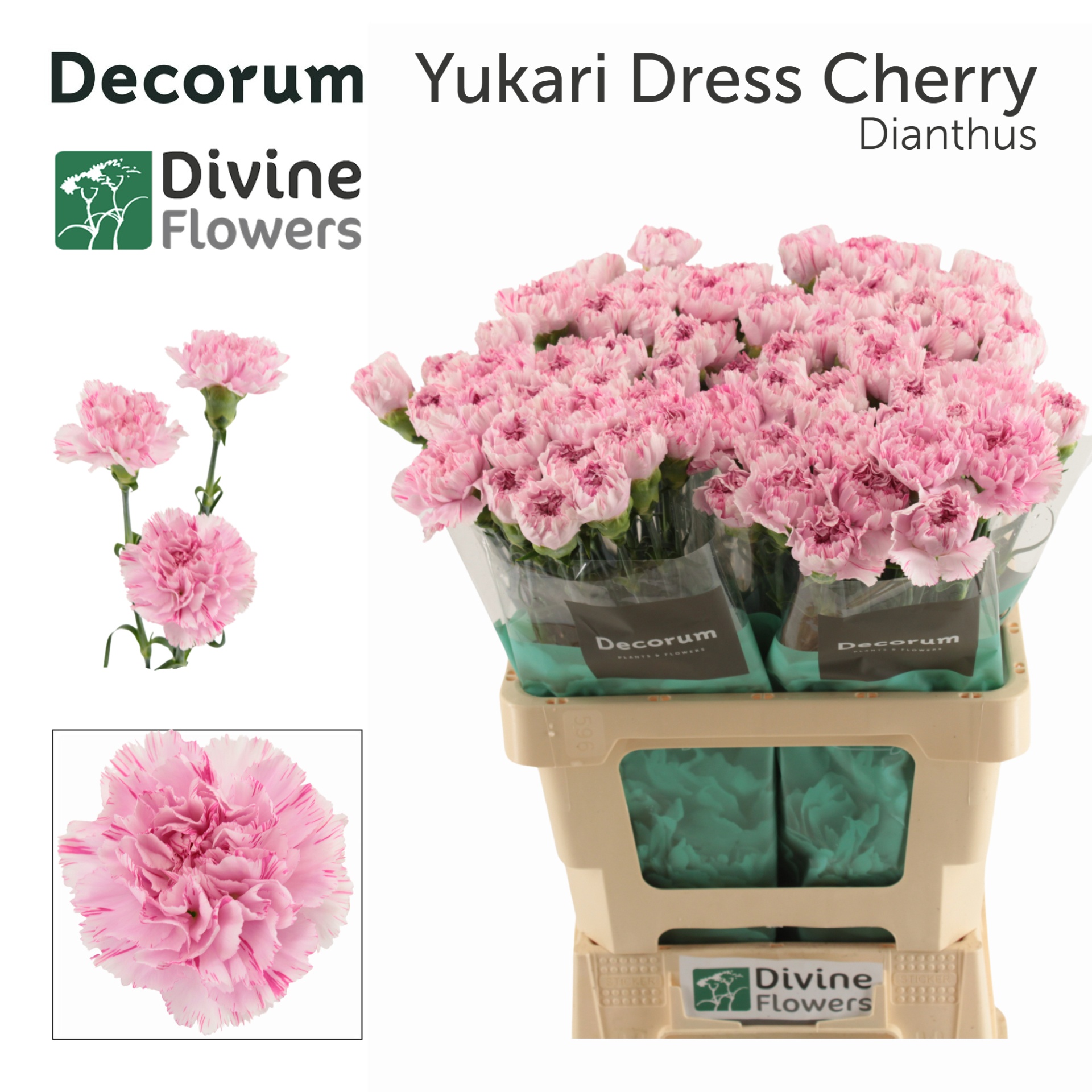 Di St Yukari Dr Cher